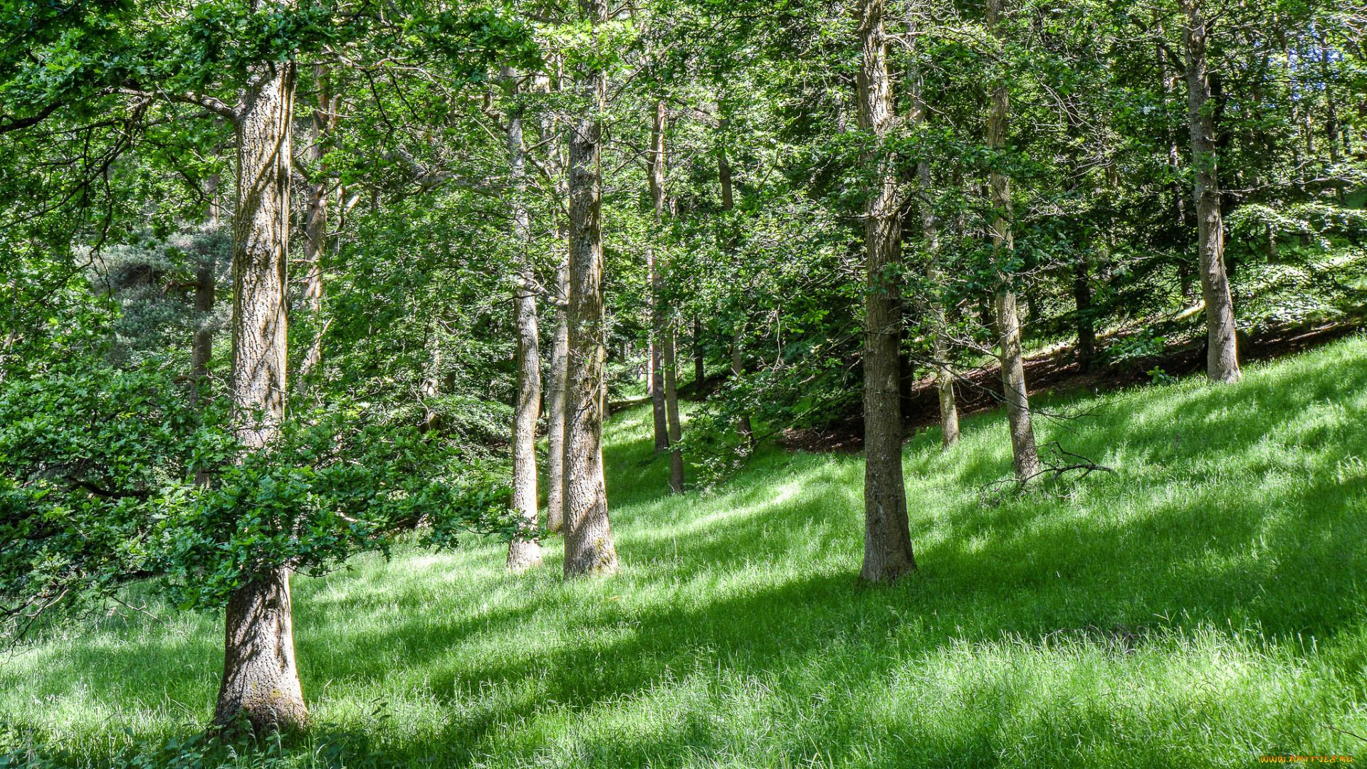 природа, лес, деревья