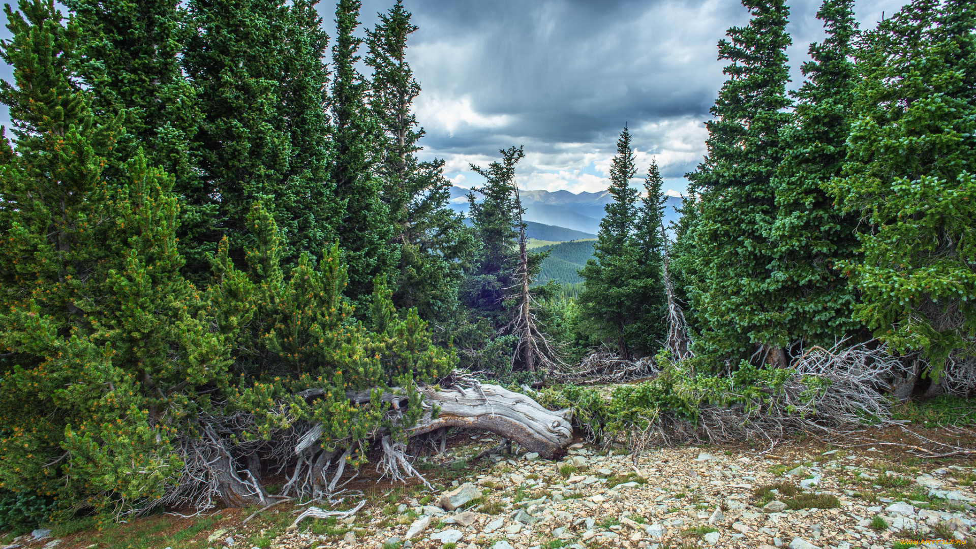 природа, лес, деревья