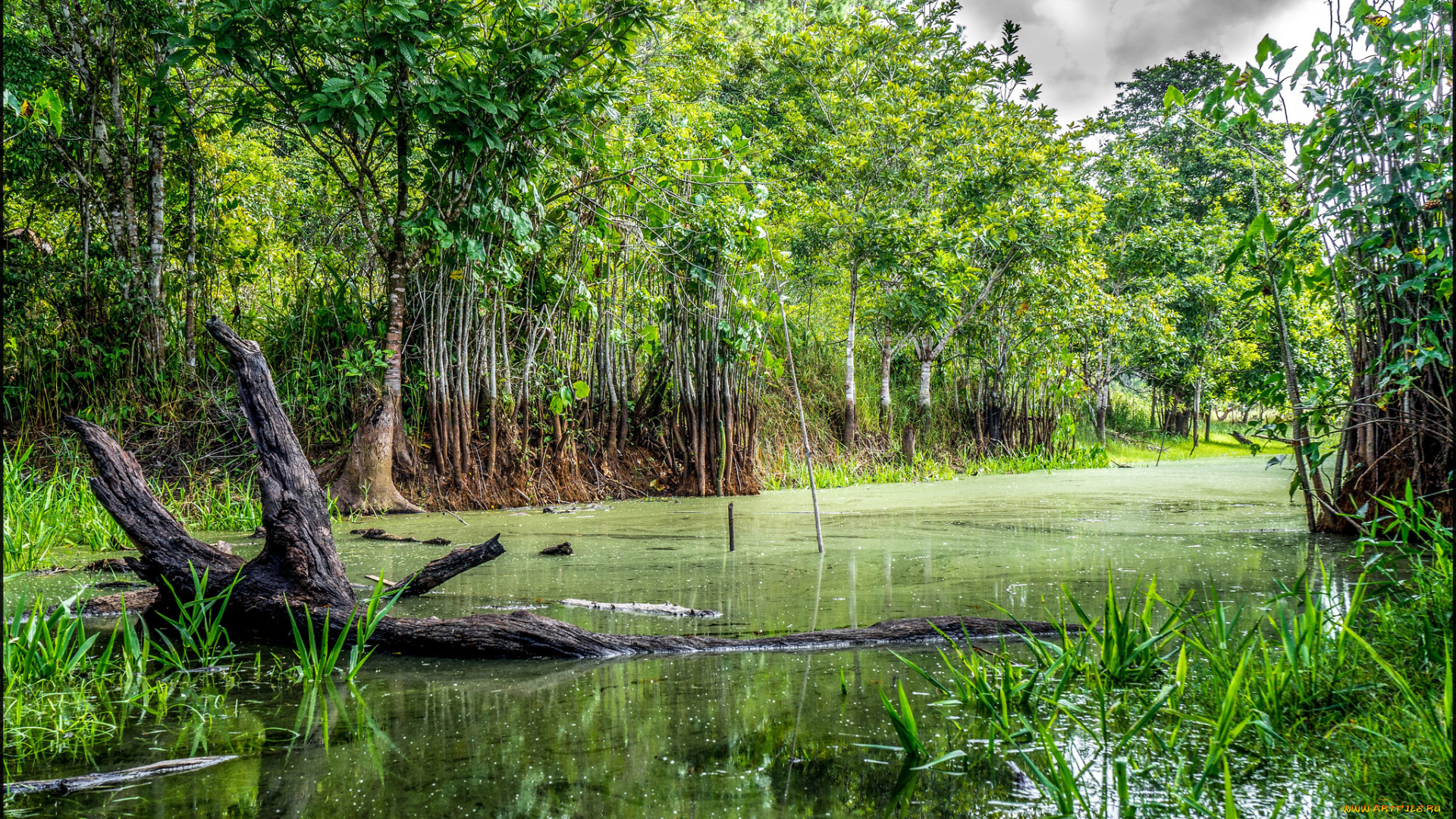 природа, реки, озера, река, лес