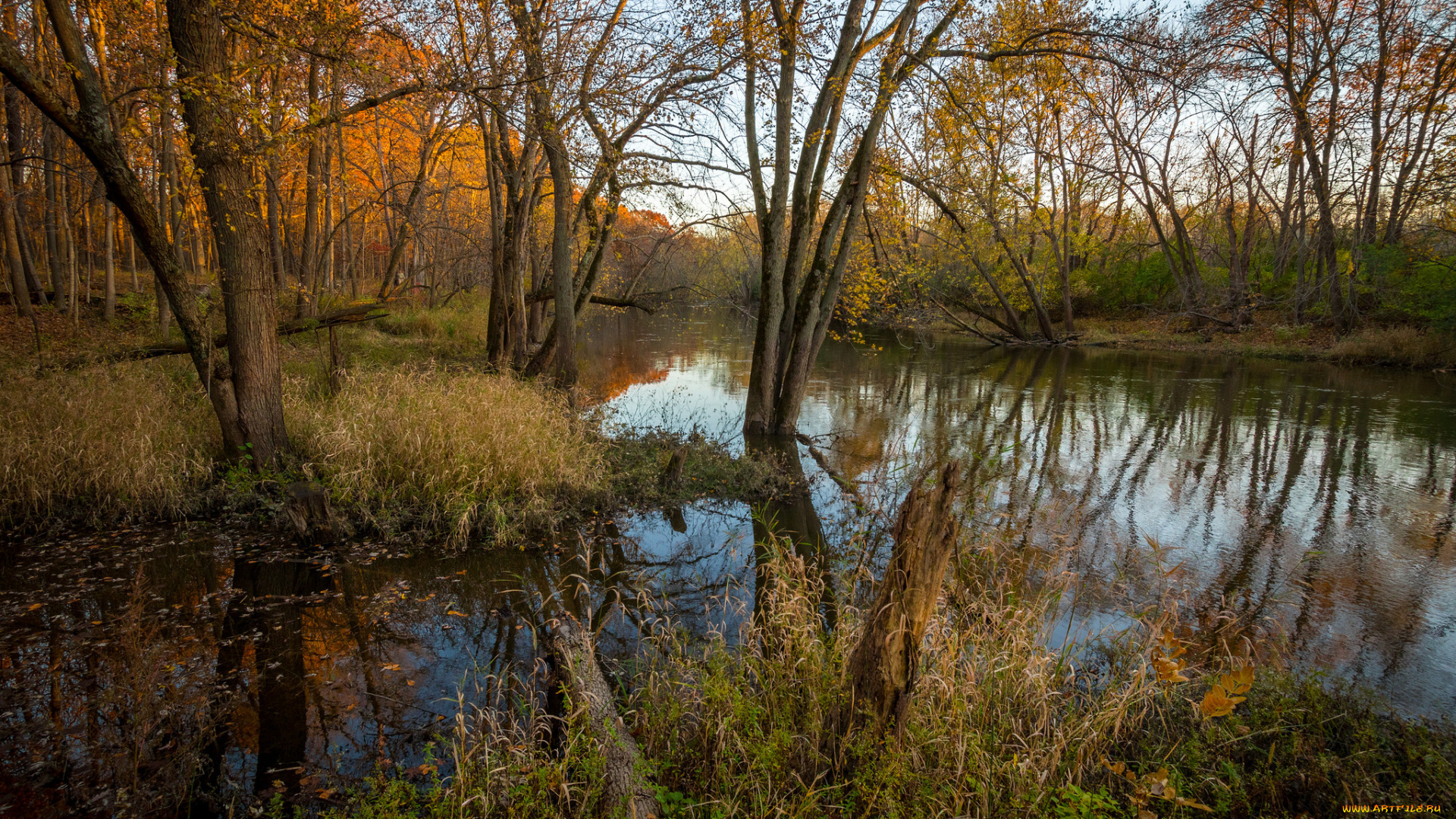 природа, реки, озера, река, лес