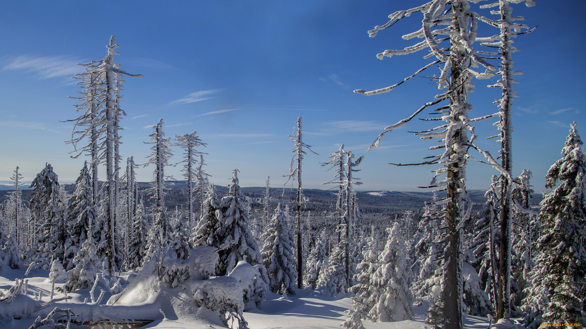 природа, зима, снег, деревья, лес