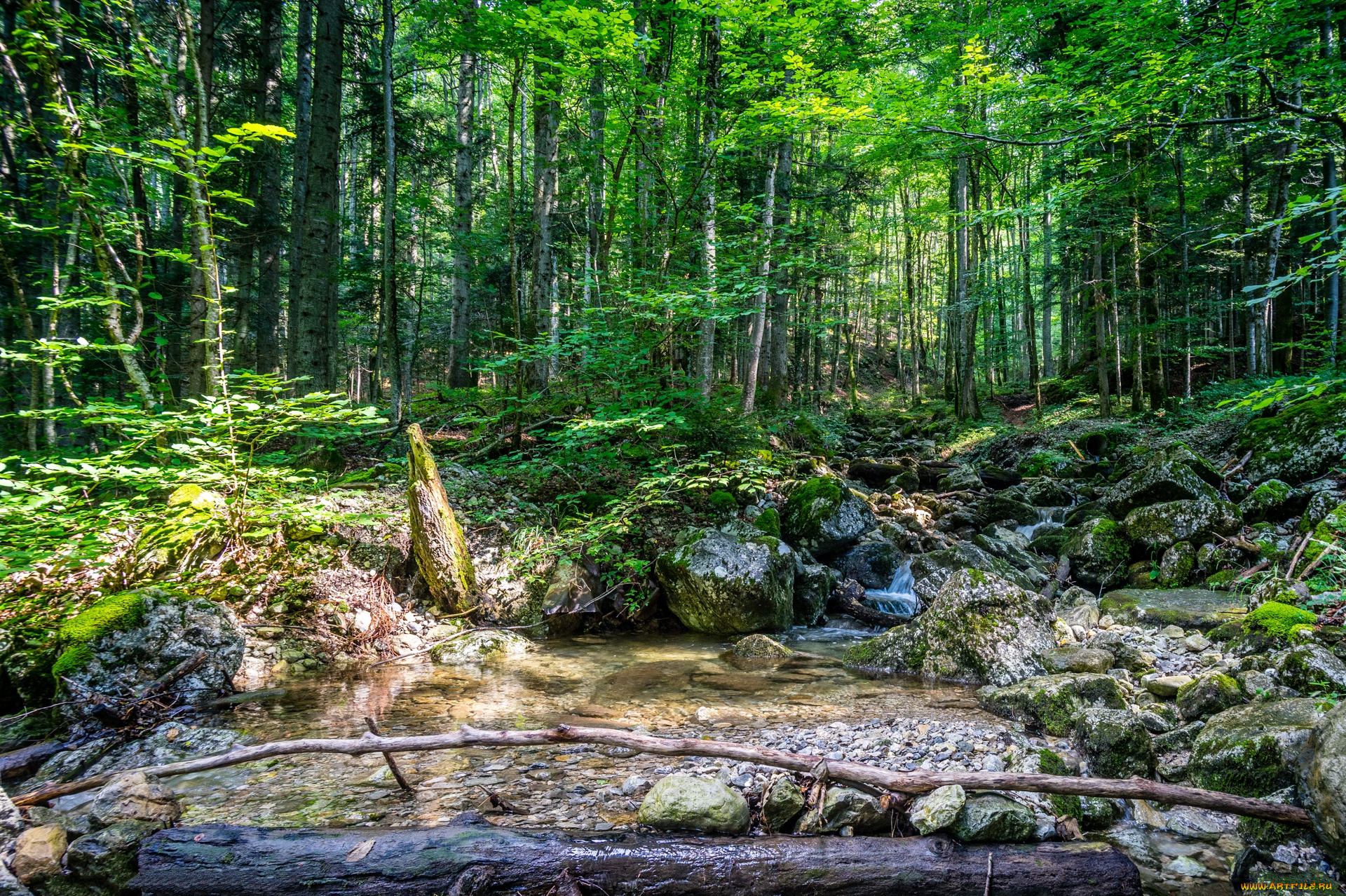 природа, лес, деревья