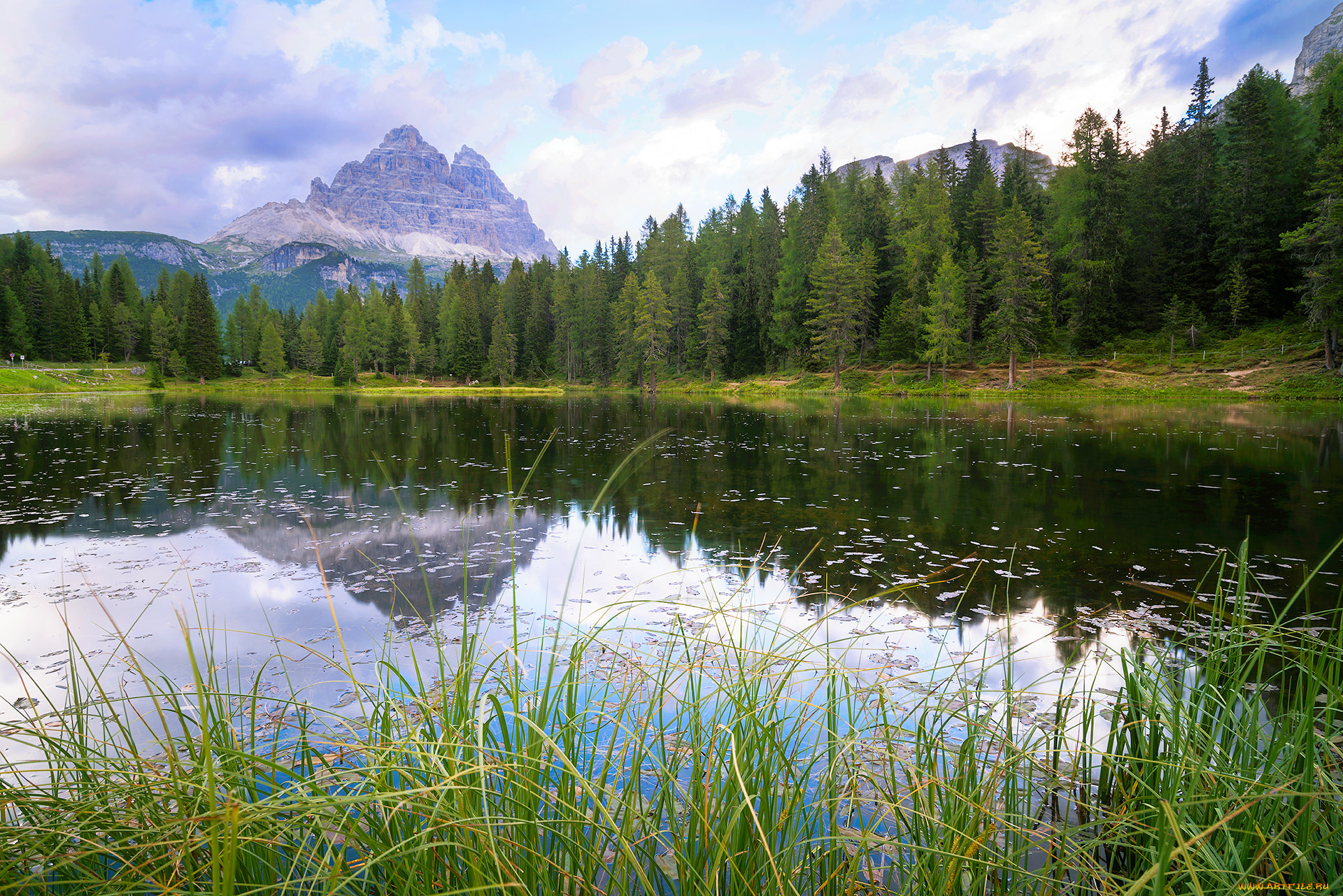 природа, реки, озера, лес, река