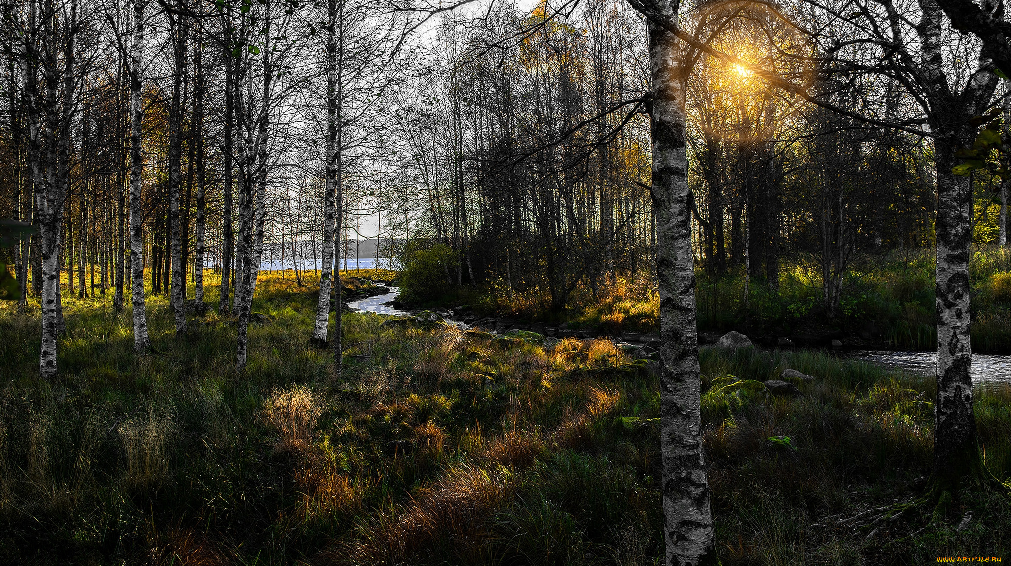 природа, лес, деревья