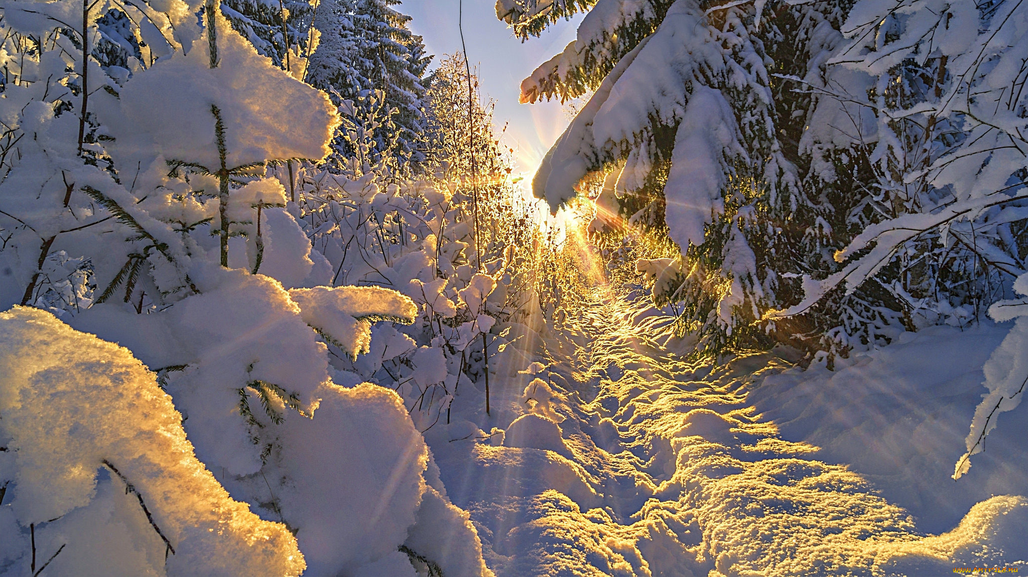 природа, зима, снег