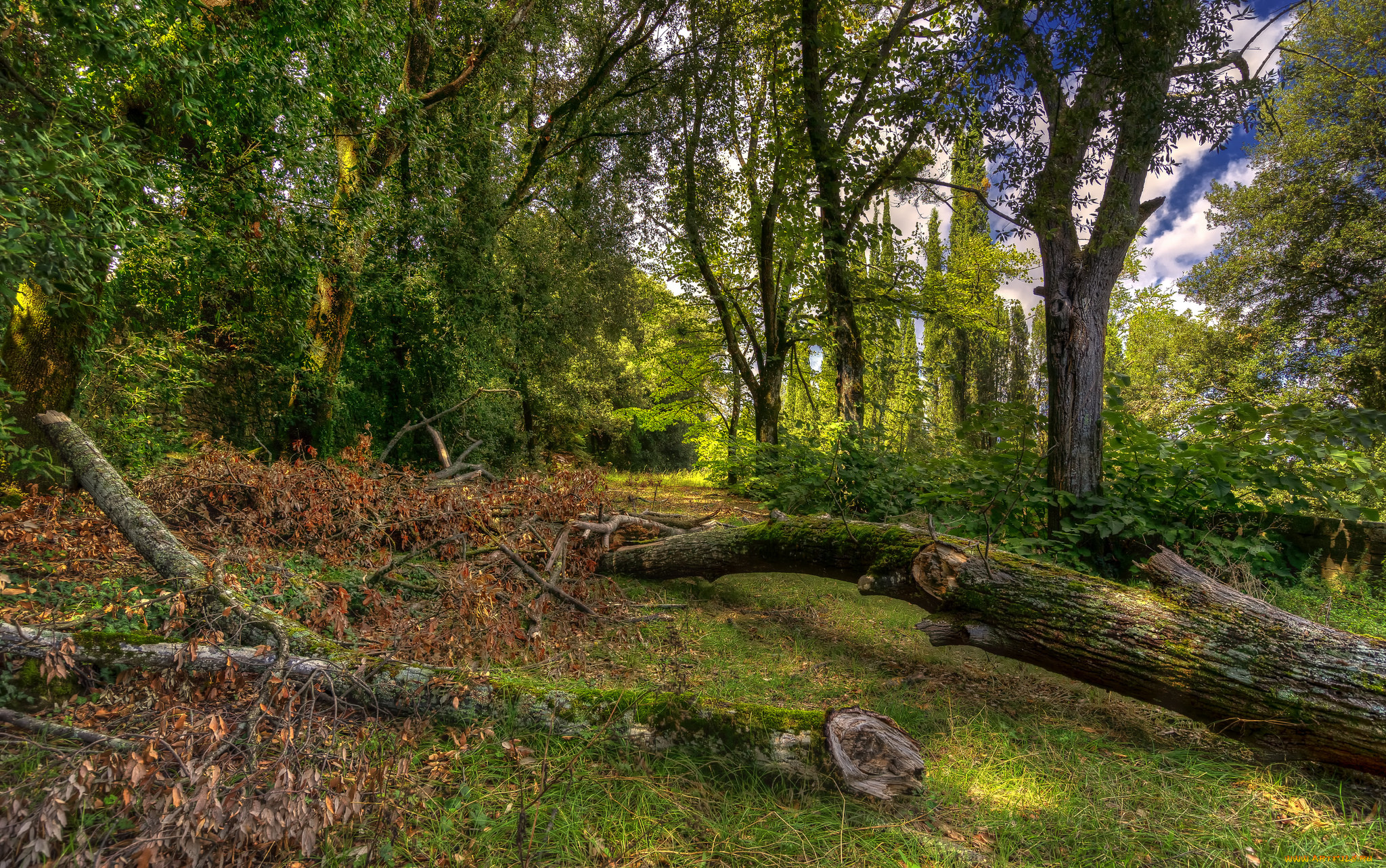 природа, лес, деревья