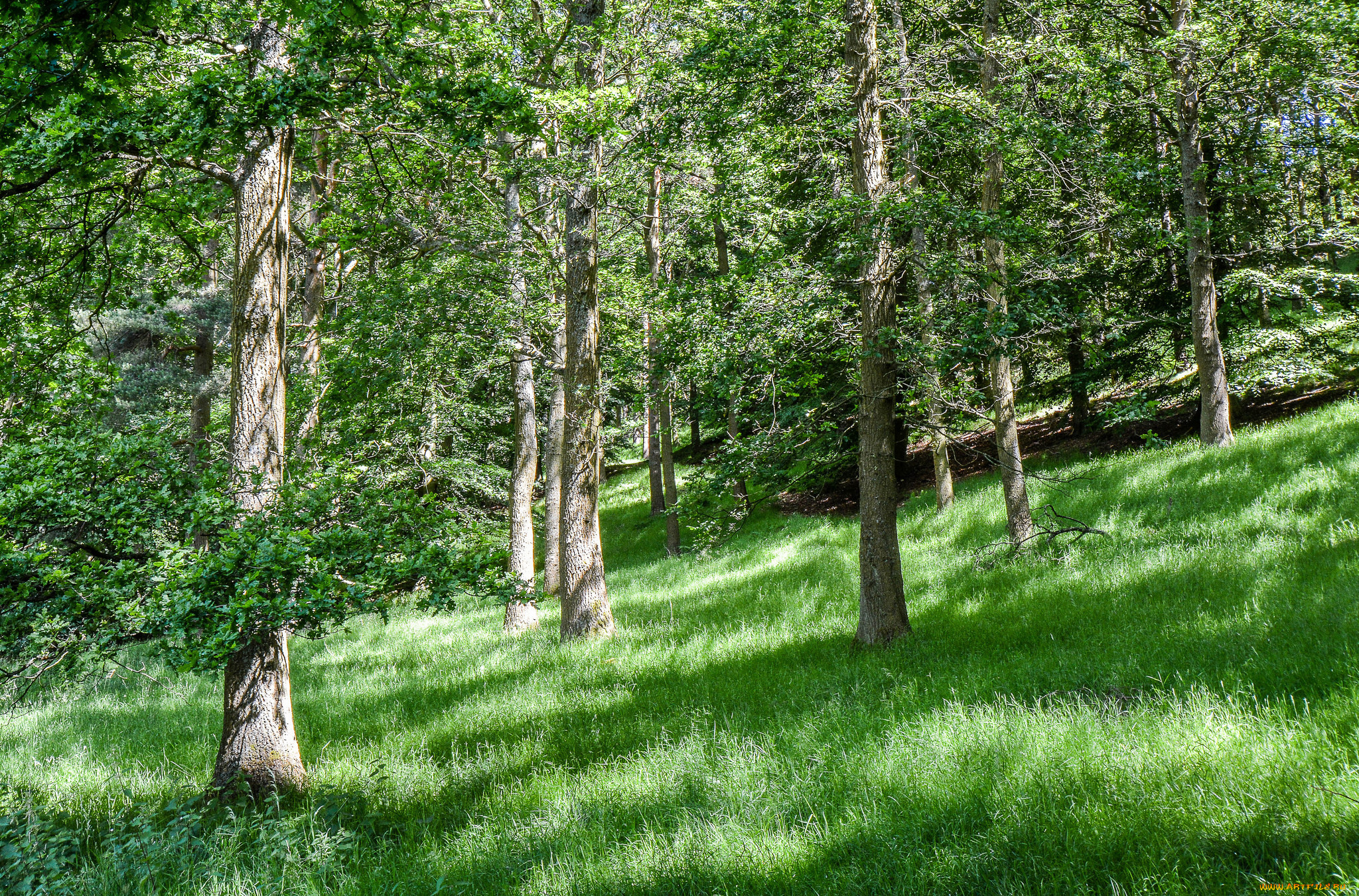 природа, лес, деревья