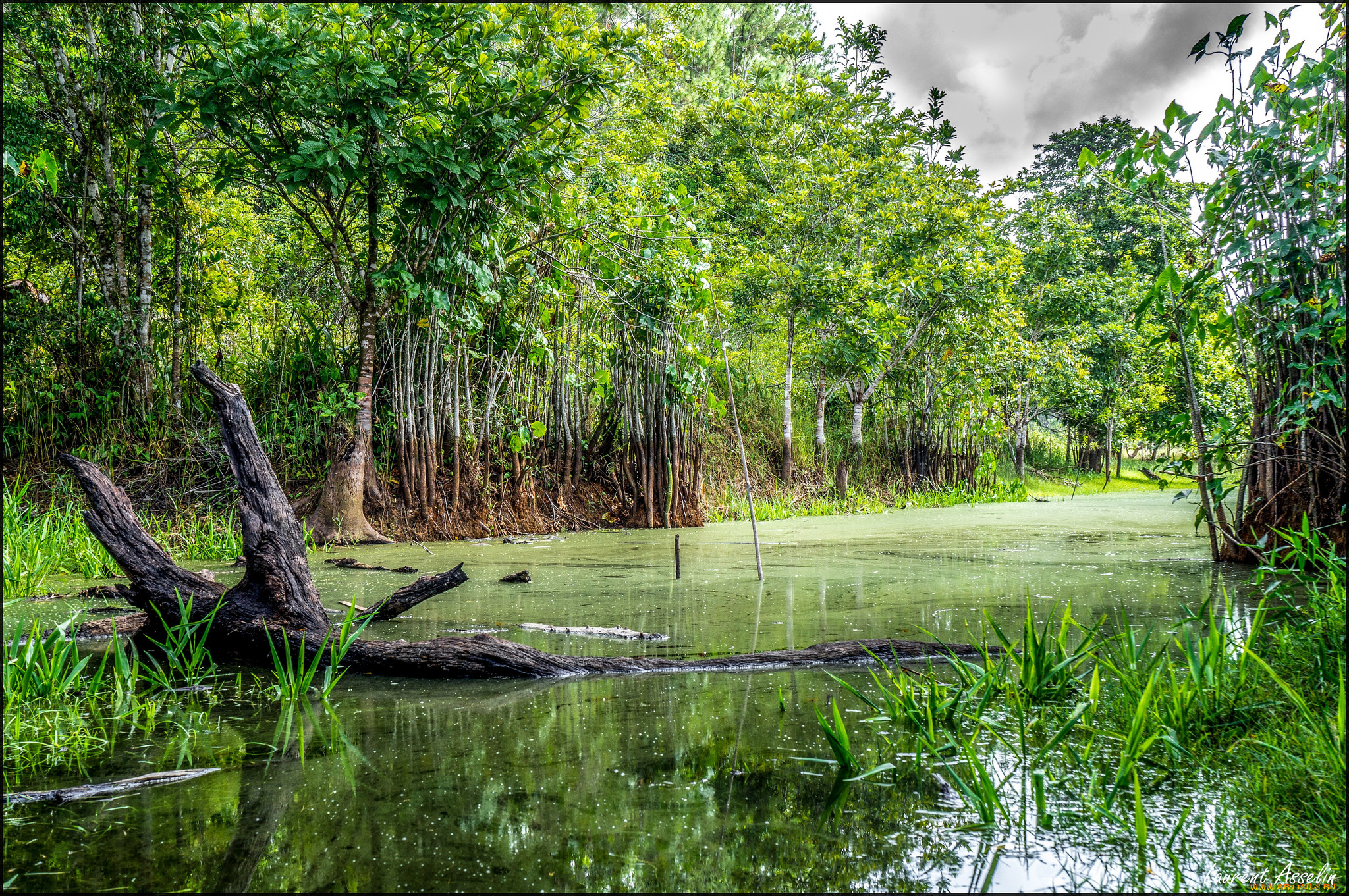 природа, реки, озера, река, лес