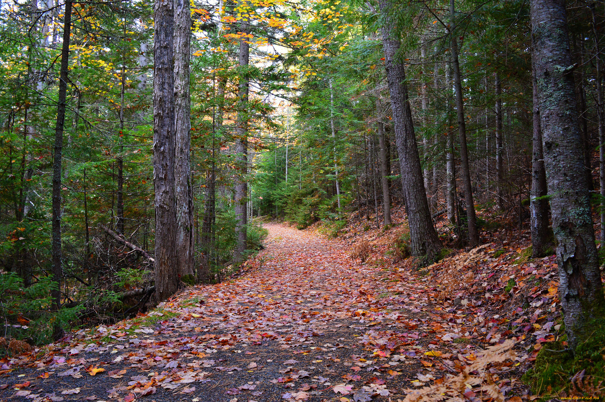 природа, дороги, тракт