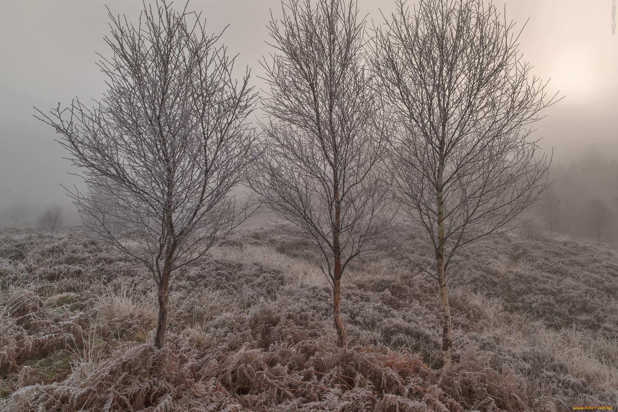 природа, деревья