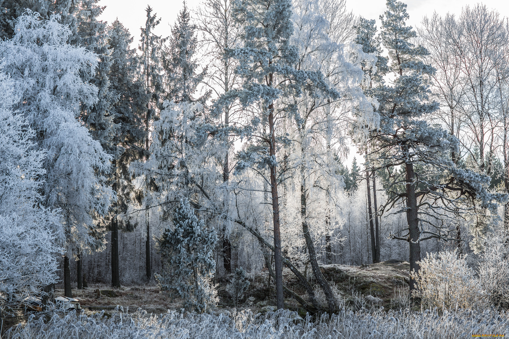 природа, зима, снег