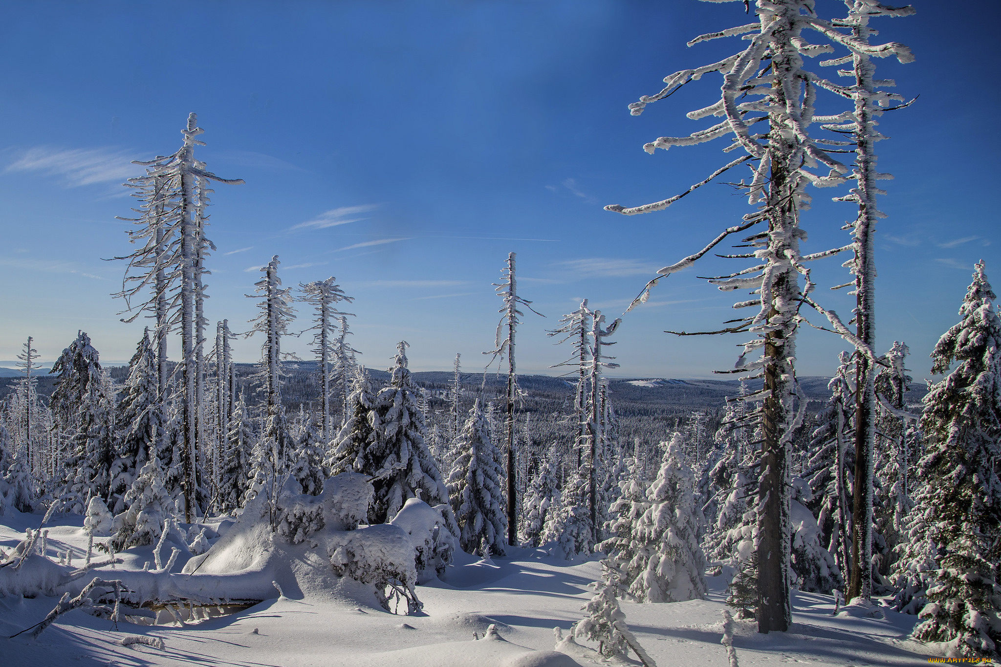 природа, зима, снег, деревья, лес