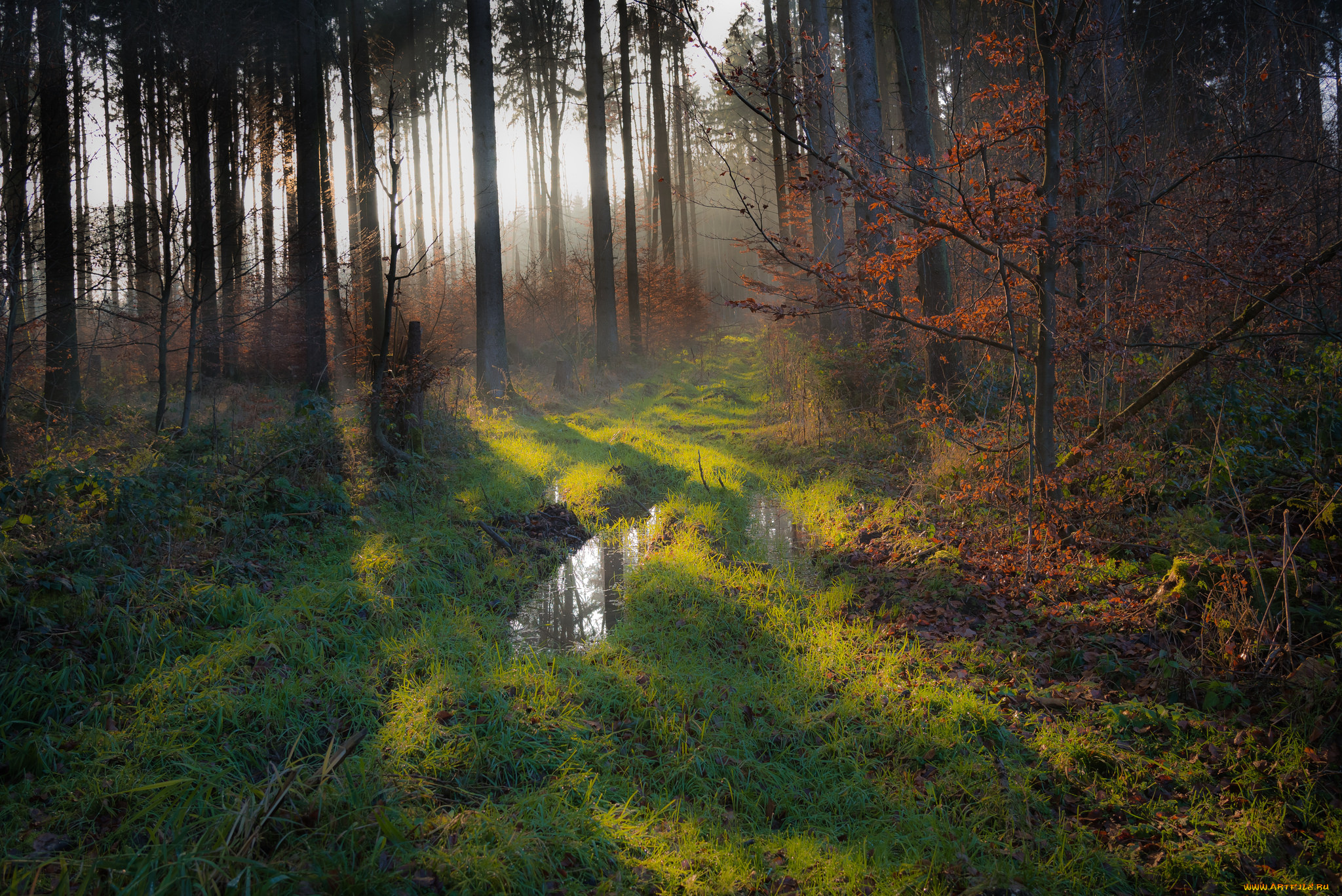 природа, лес, деревья