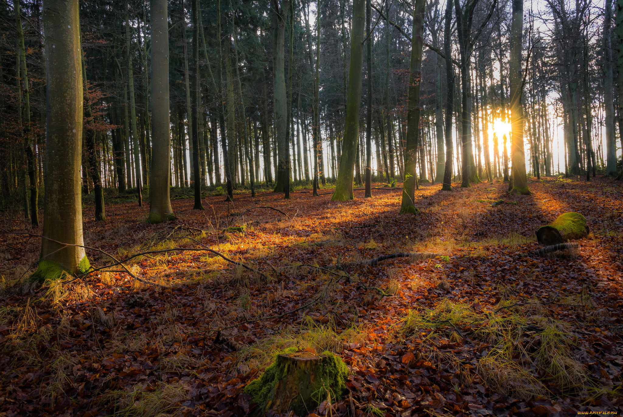 природа, лес, деревья