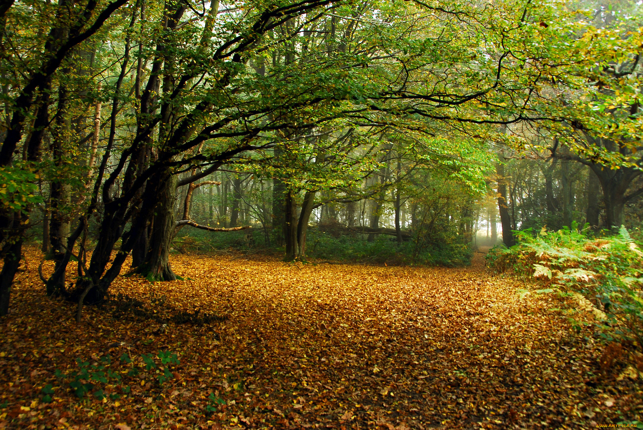 природа, лес, деревья