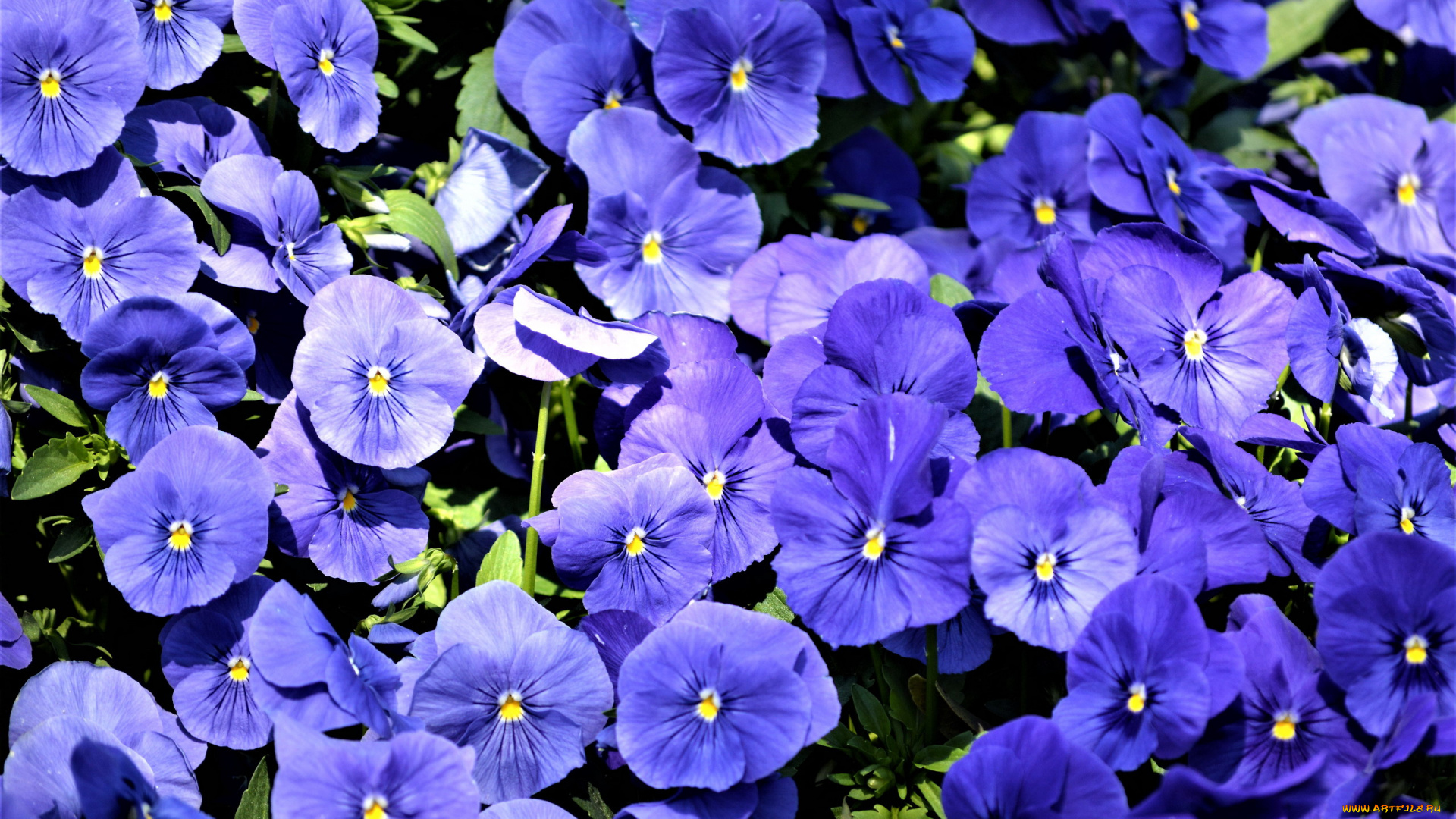 цветы, анютины, глазки, , садовые, фиалки, синий