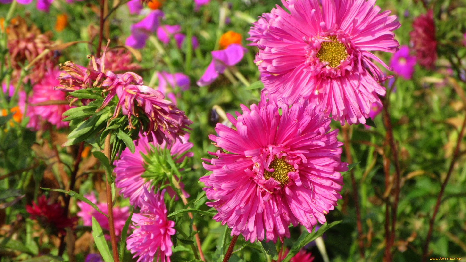 цветы, астры