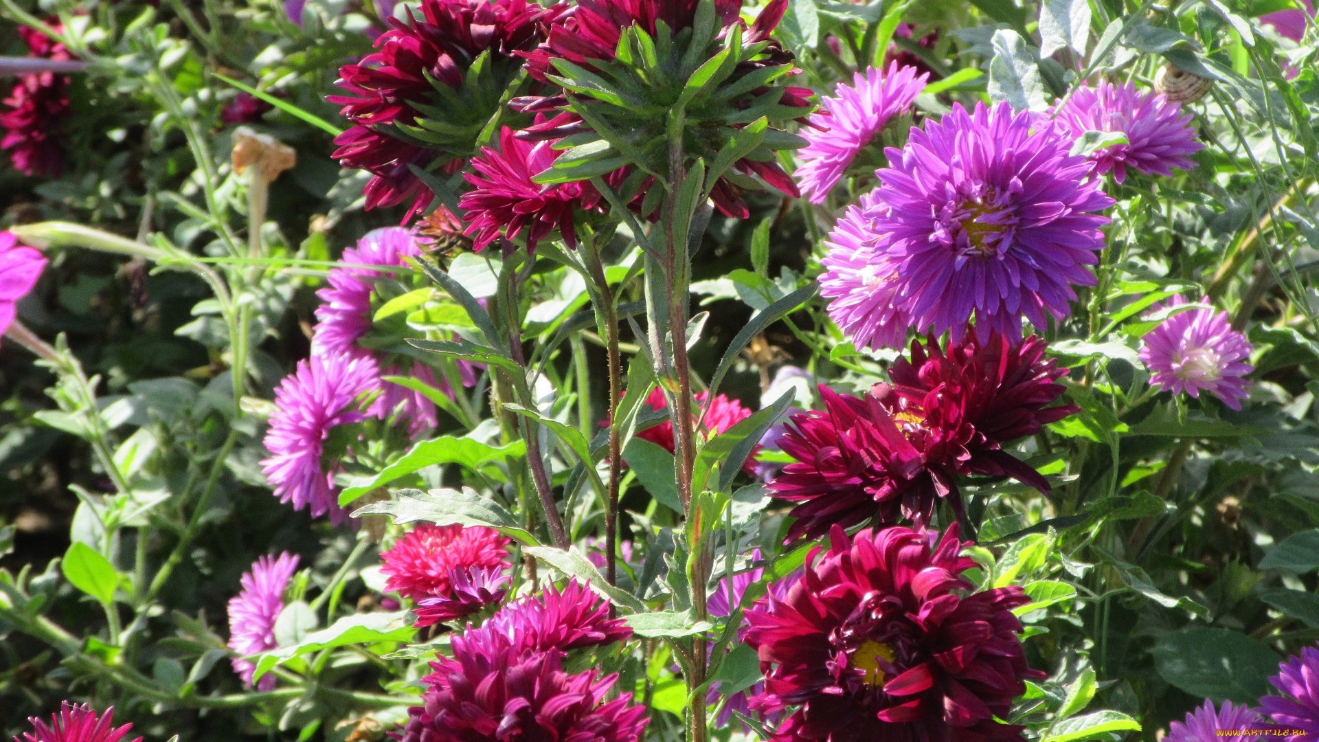 цветы, астры