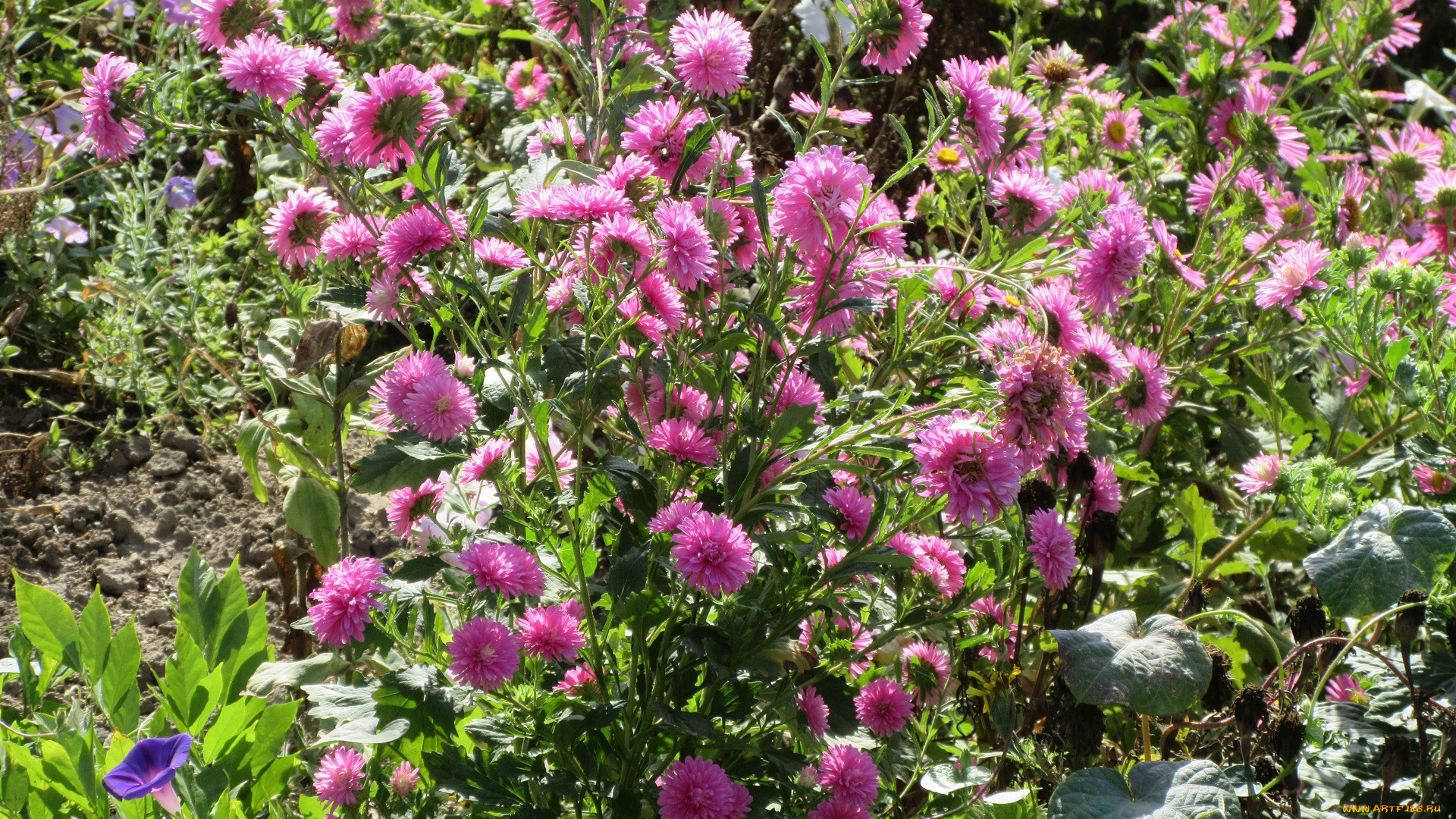 цветы, астры