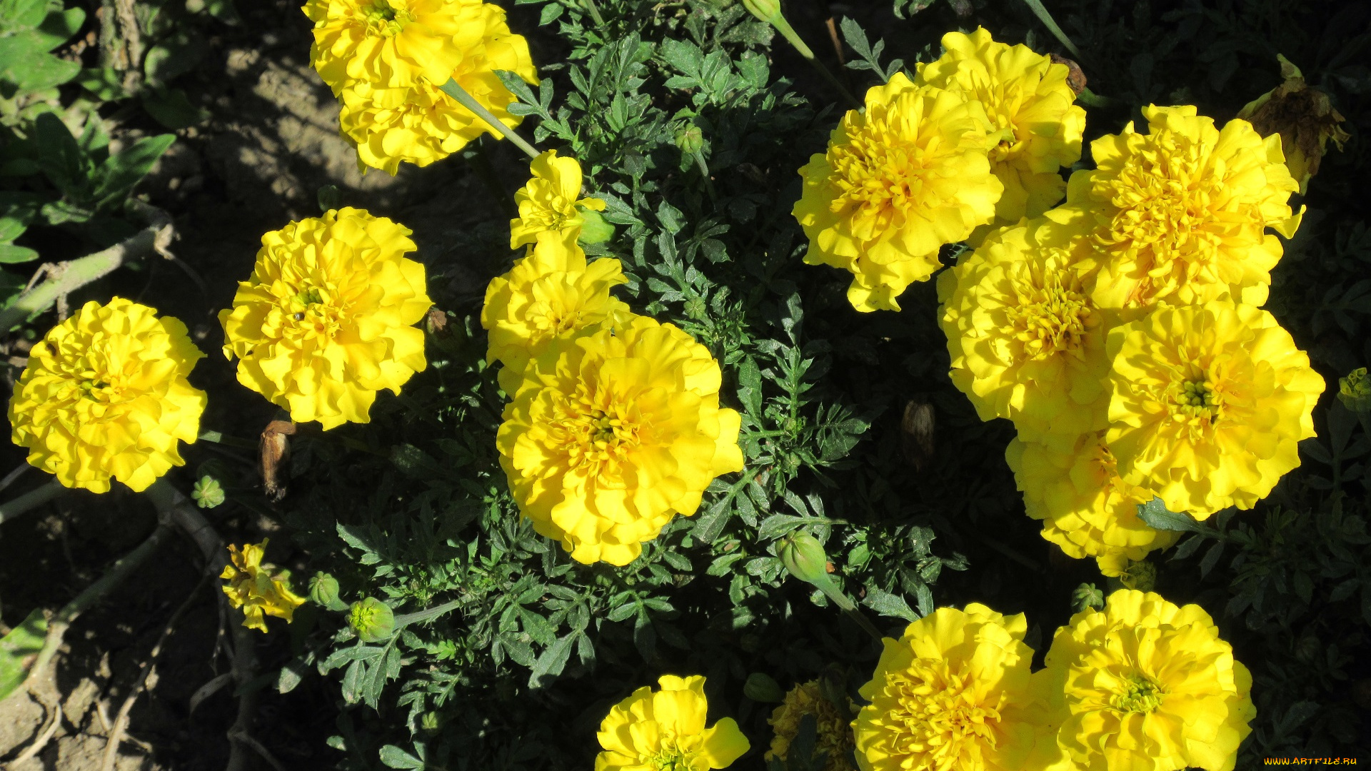 цветы, бархатцы