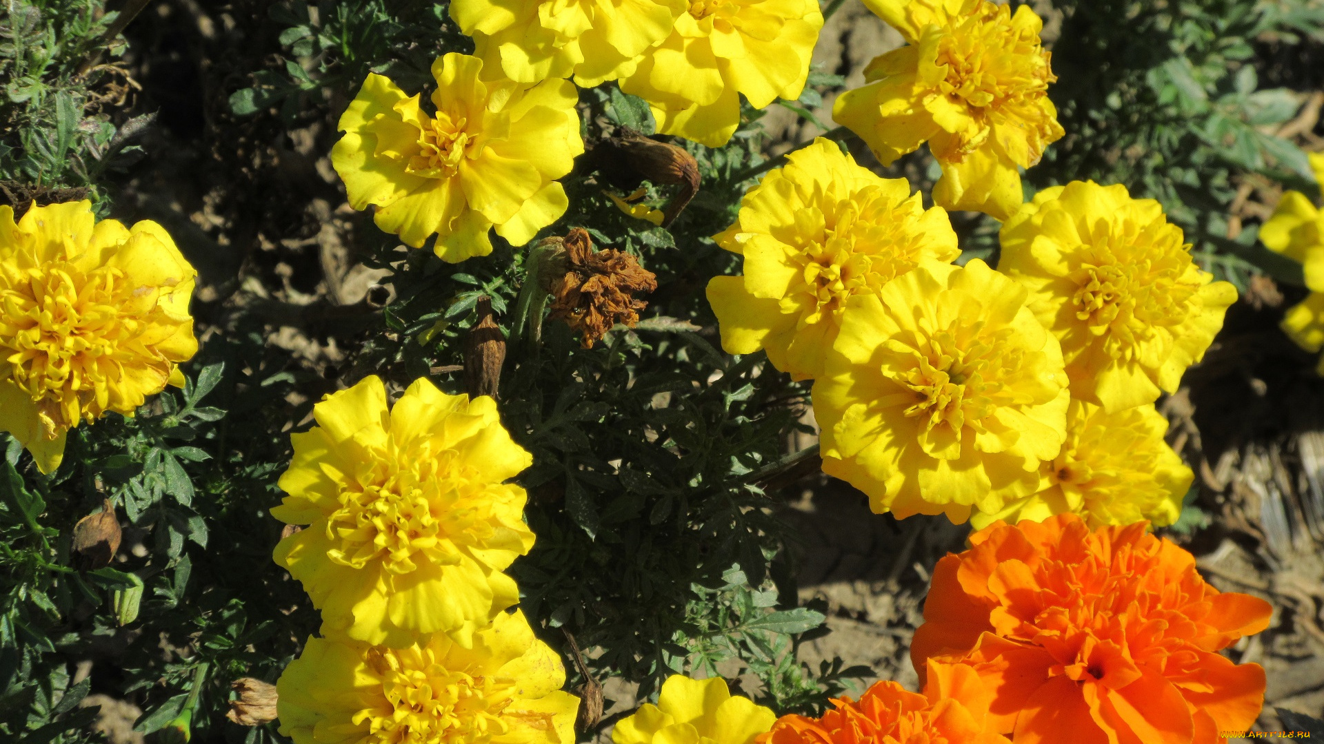 цветы, бархатцы