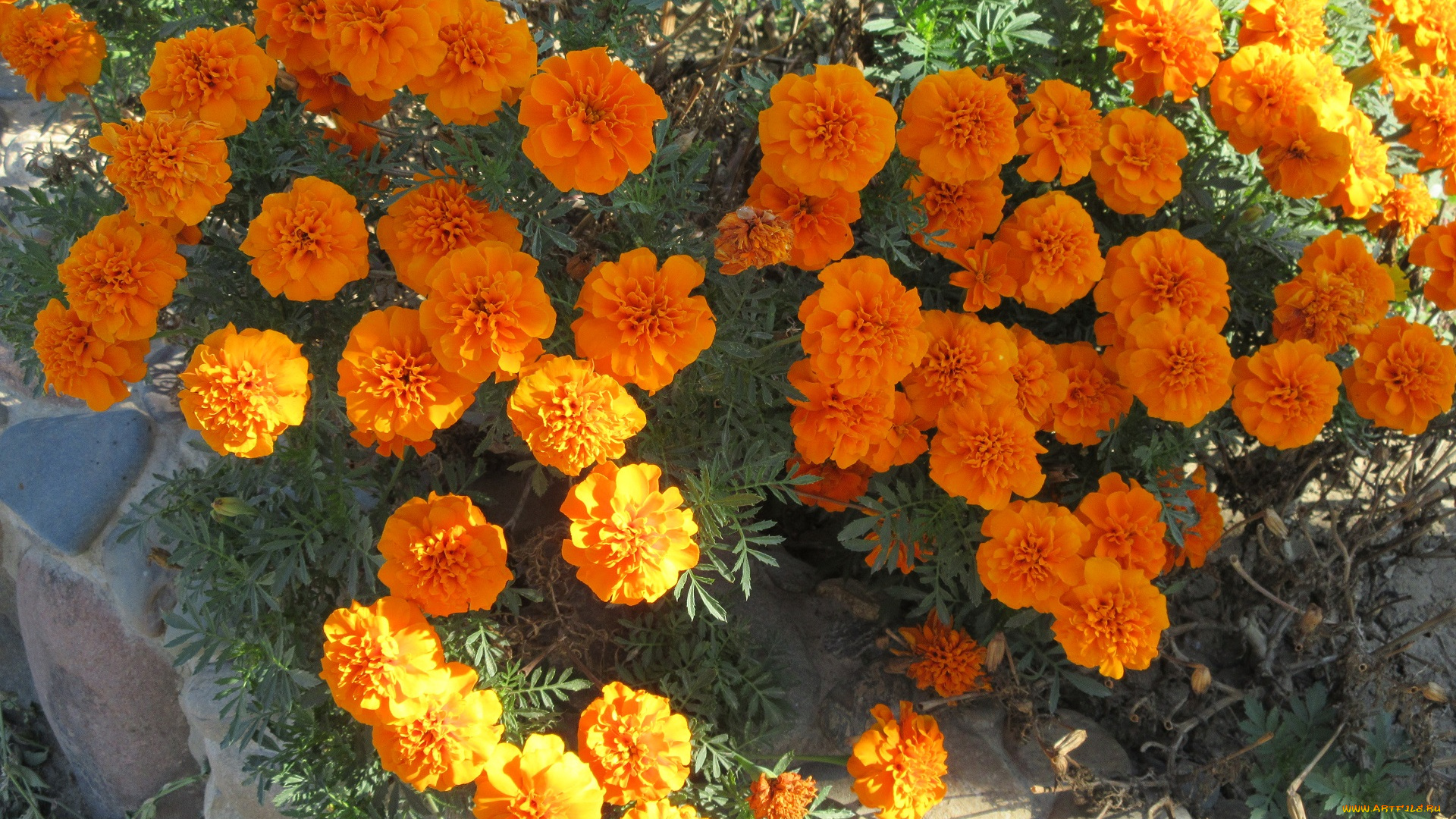 цветы, бархатцы