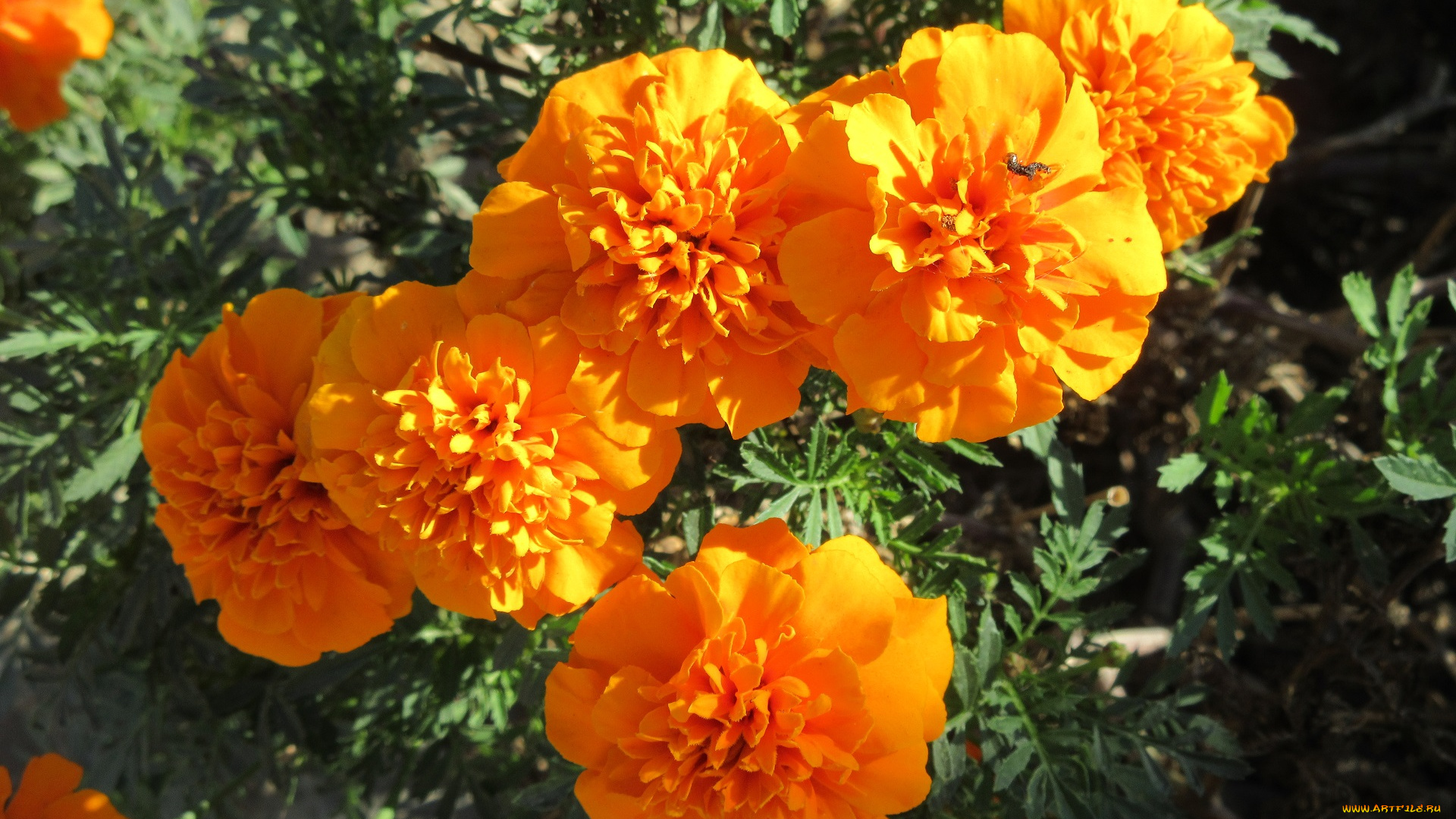 цветы, бархатцы
