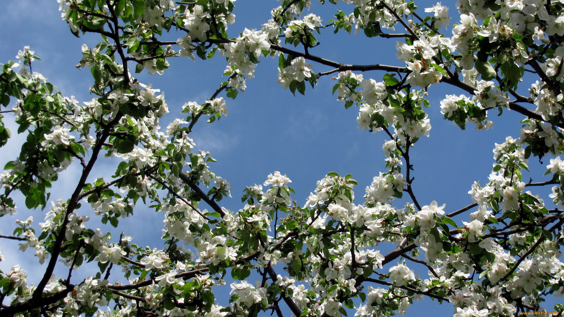 цветы, цветущие, деревья, , , кустарники, весна