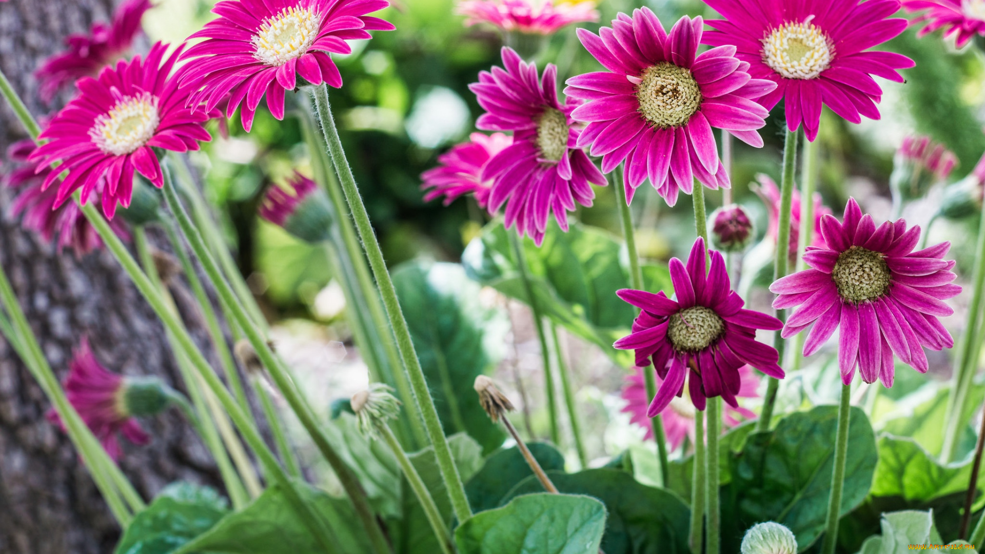 цветы, герберы, цветение, кустик