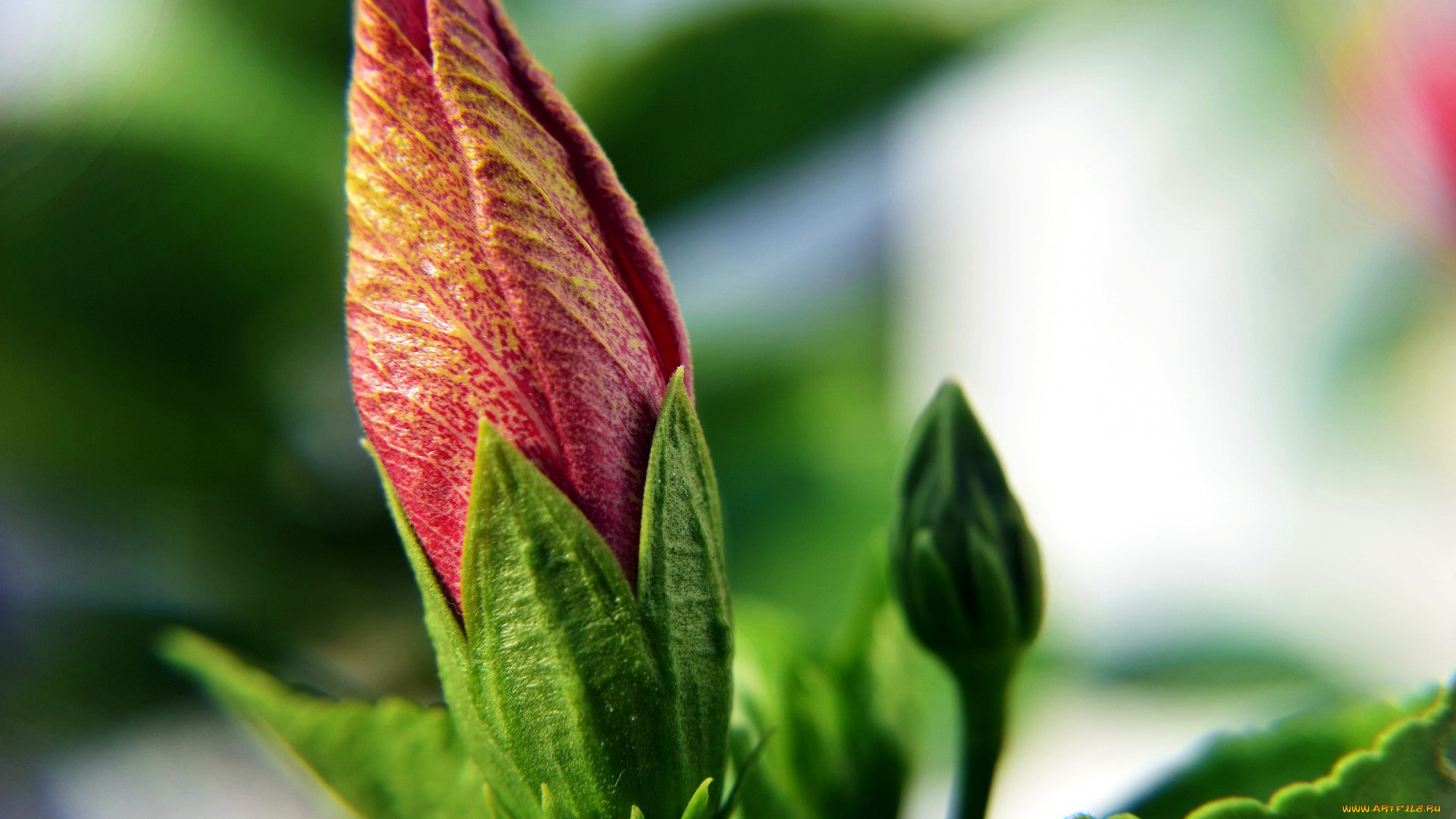 цветы, гибискусы, бутон