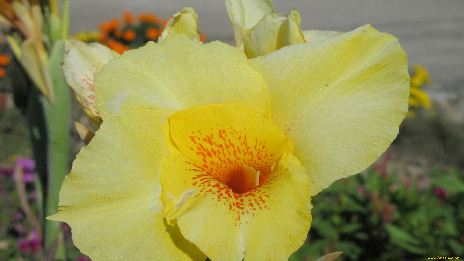 цветы, гладиолусы, жёлтый, камыш