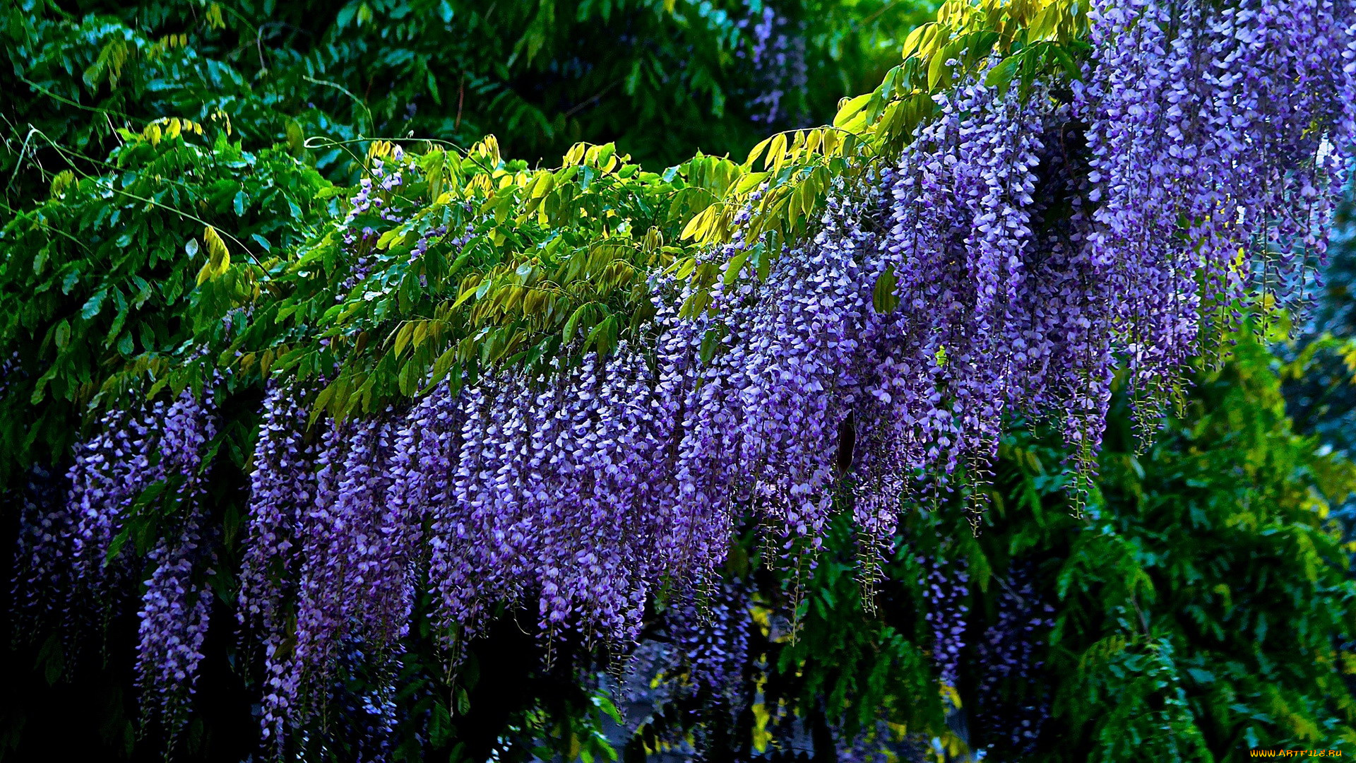 цветы, глициния, вистерия