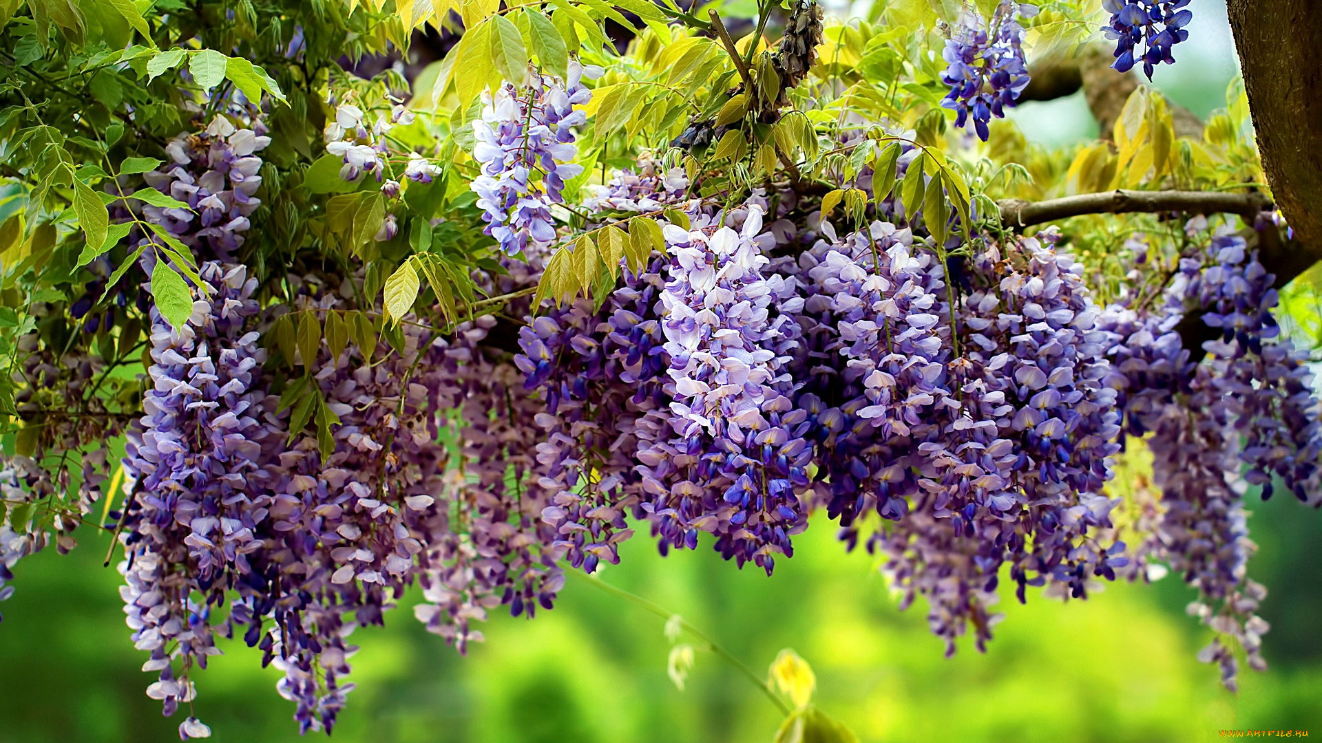 цветы, глициния, вистерия