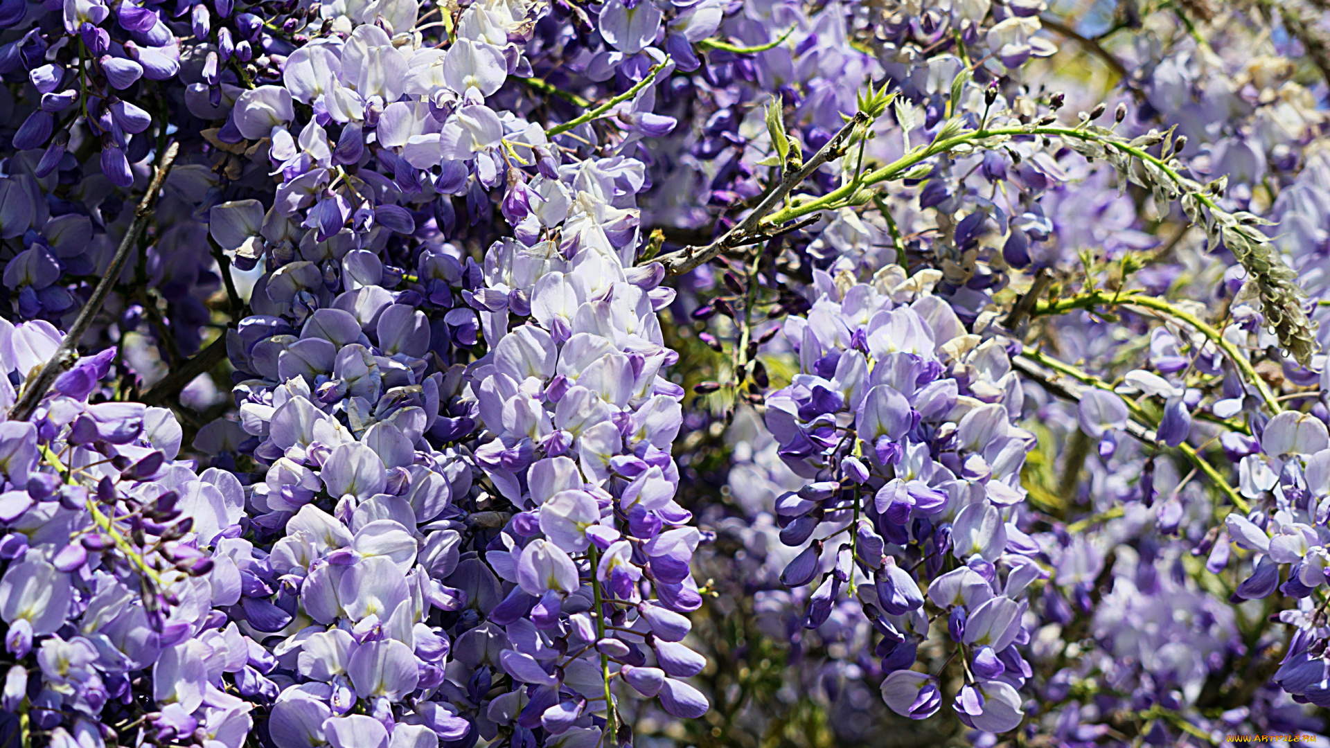 цветы, глициния, вистерия