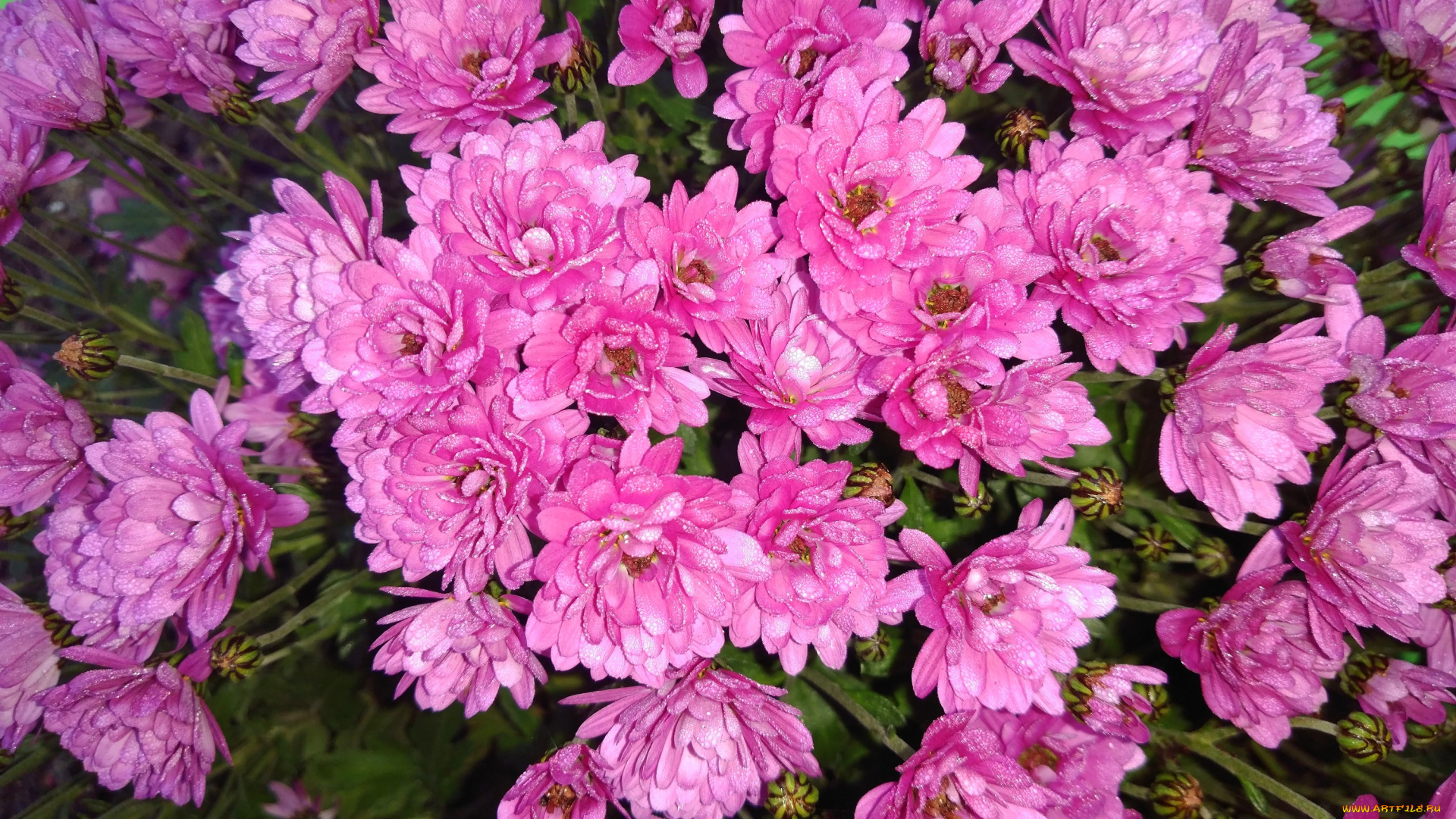 цветы, хризантемы, розовые