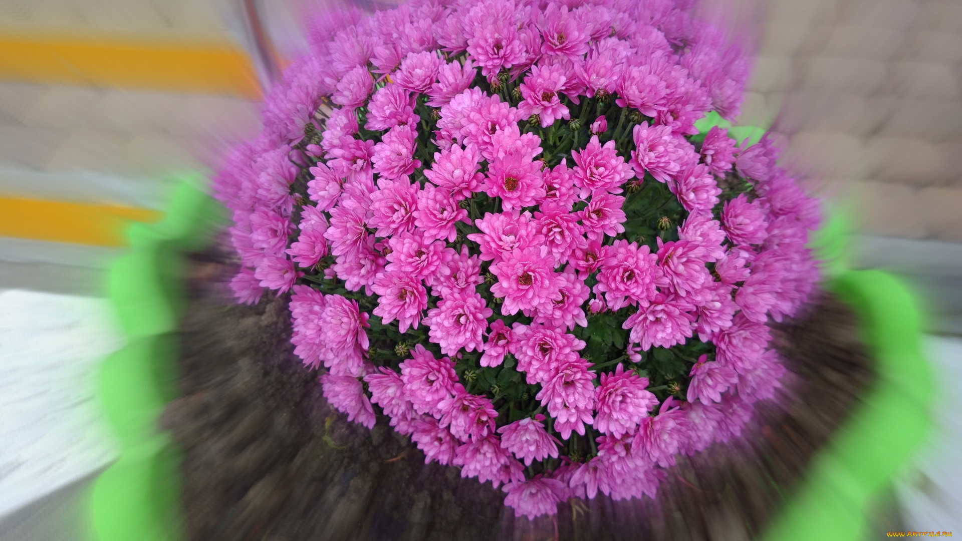 цветы, хризантемы, розовые