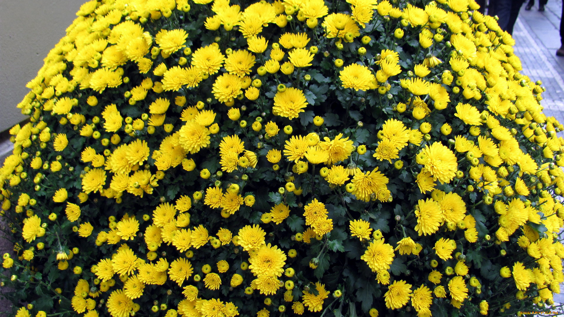 цветы, хризантемы, желтый
