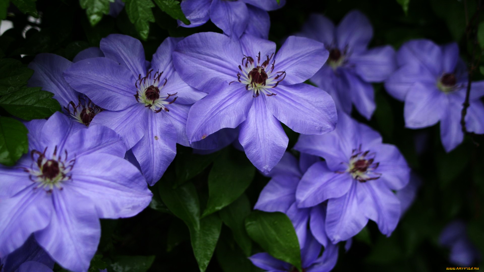 цветы, клематис, , ломонос, синий