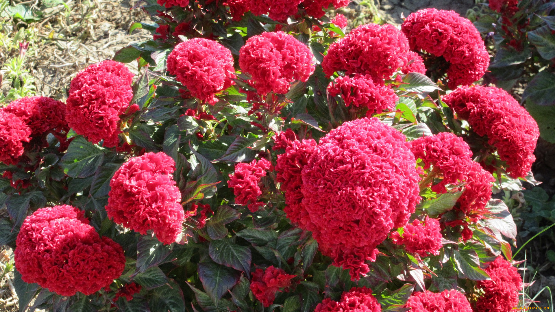 цветы, красные