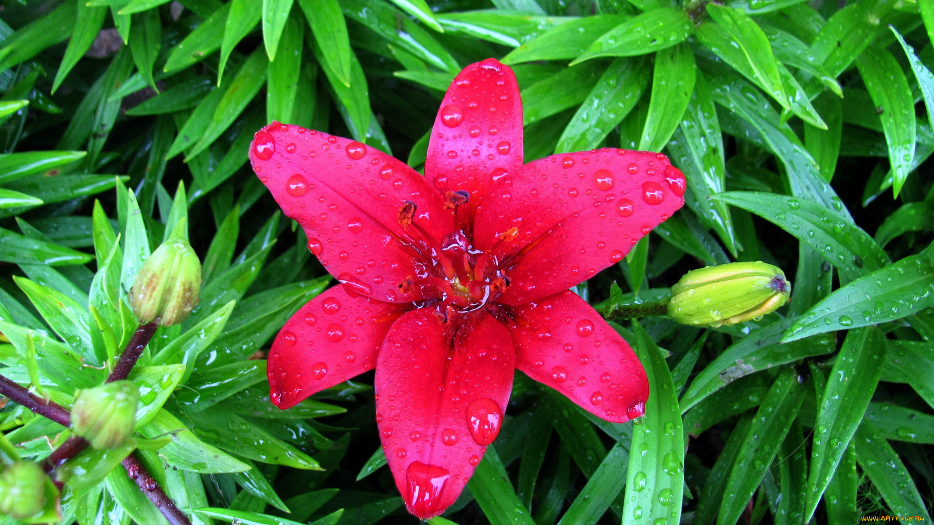 цветы, лилии, , лилейники, алый