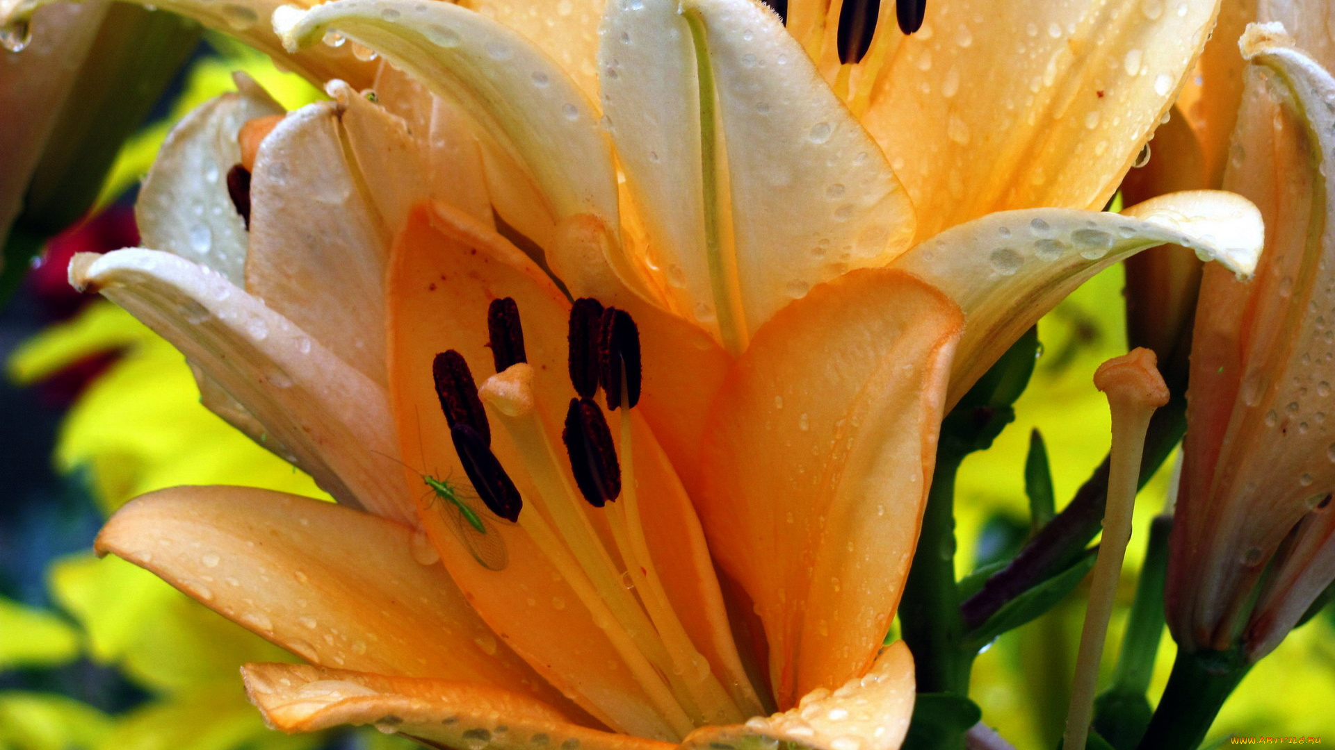 цветы, лилии, , лилейники, макро