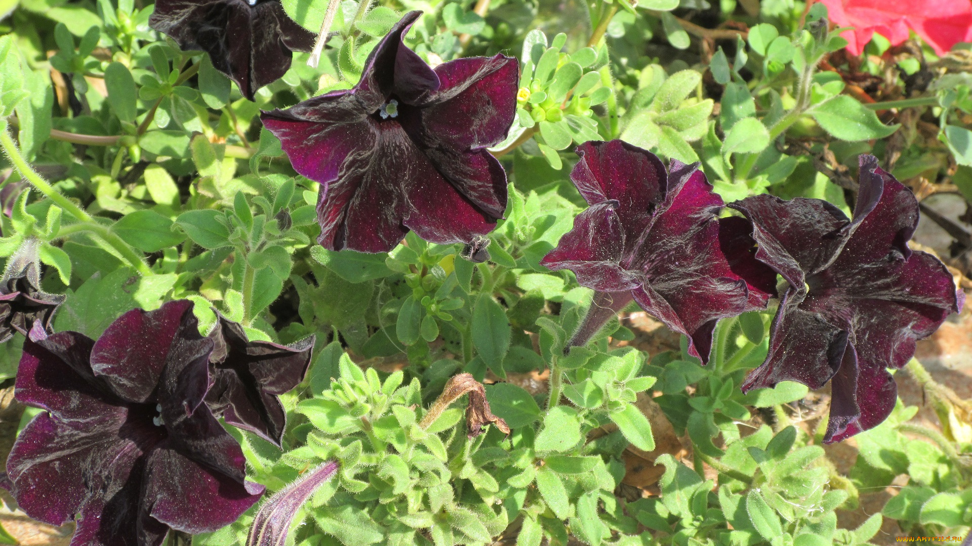 цветы, петунии, , калибрахоа