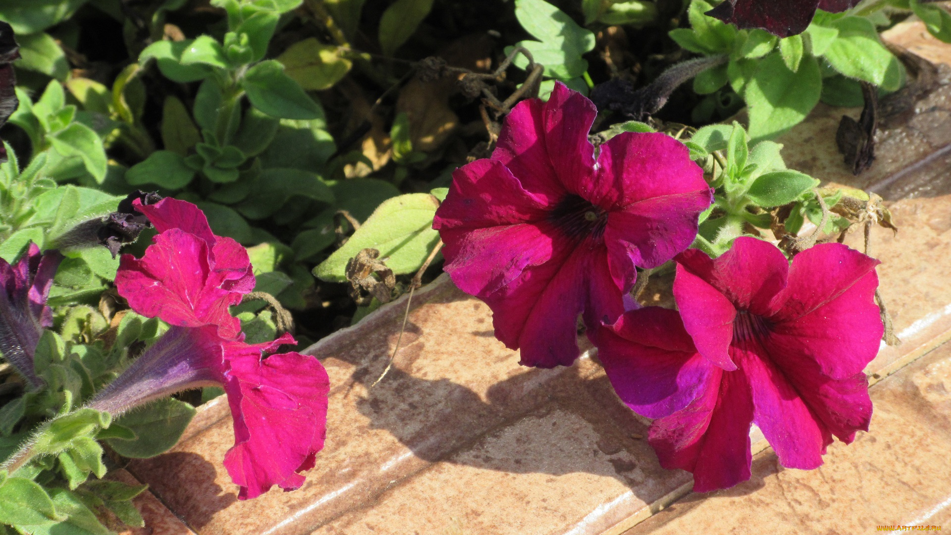 цветы, петунии, , калибрахоа