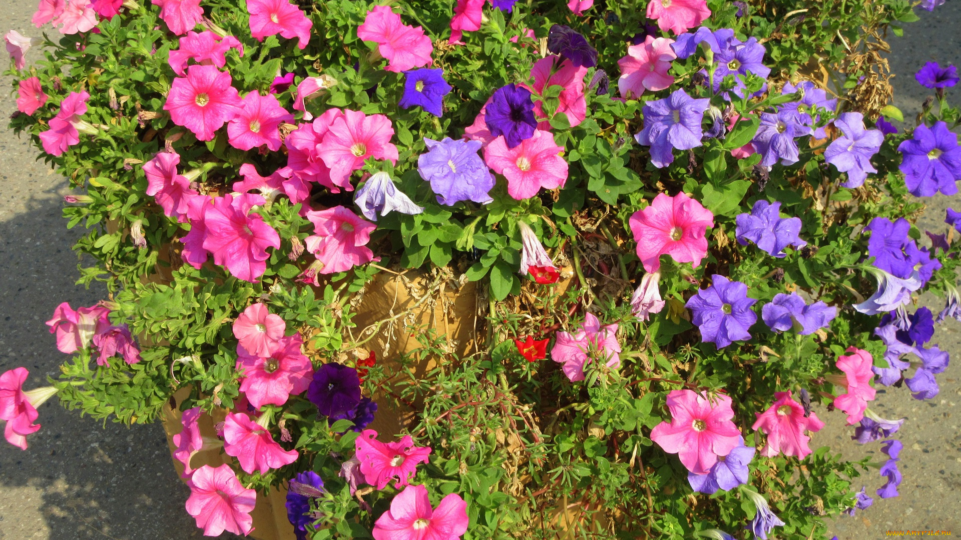 цветы, петунии, , калибрахоа