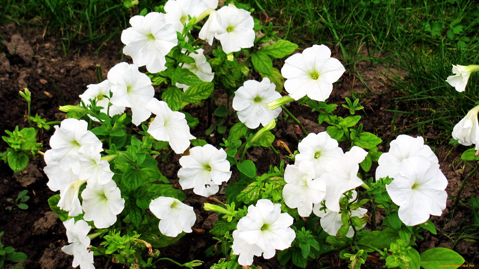 цветы, петунии, , калибрахоа, белый