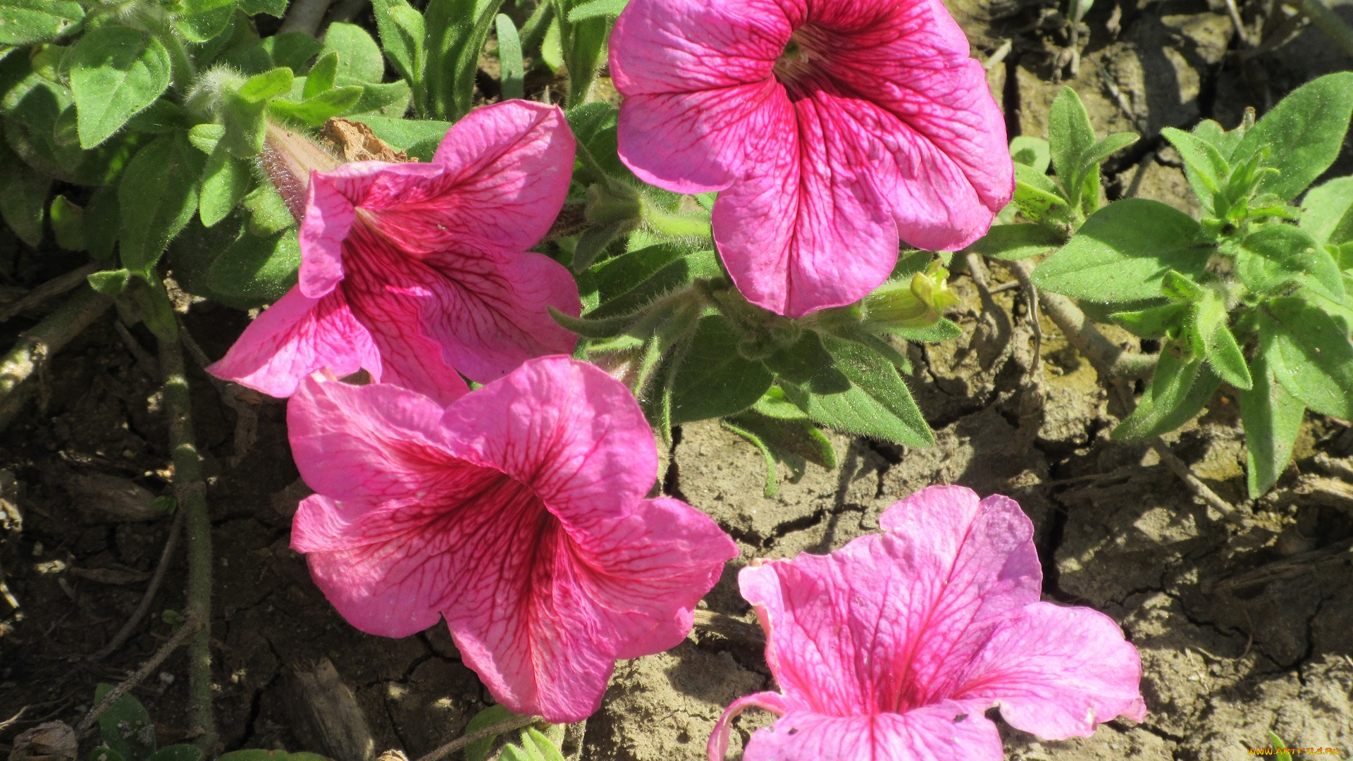 цветы, петунии, , калибрахоа, розовые