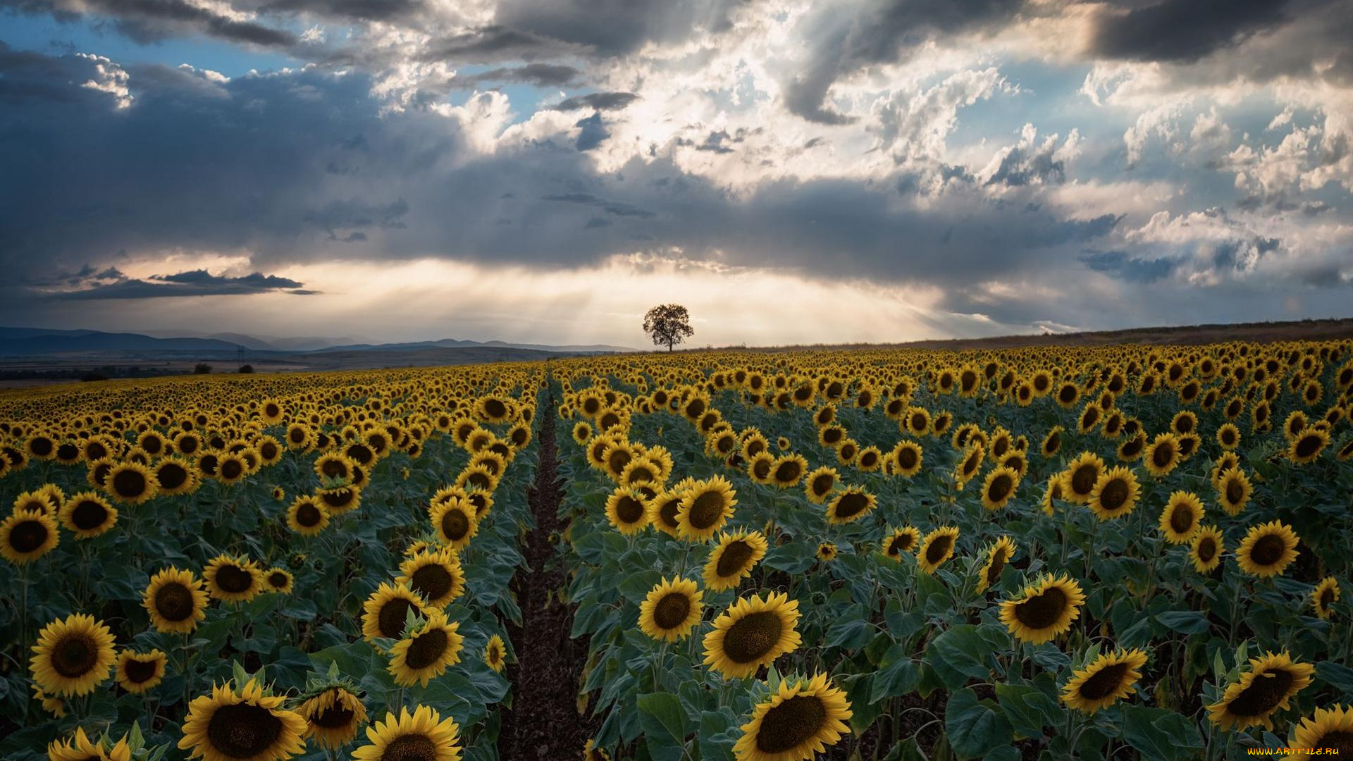 цветы, подсолнухи, пейзаж, дерево, поле, закат