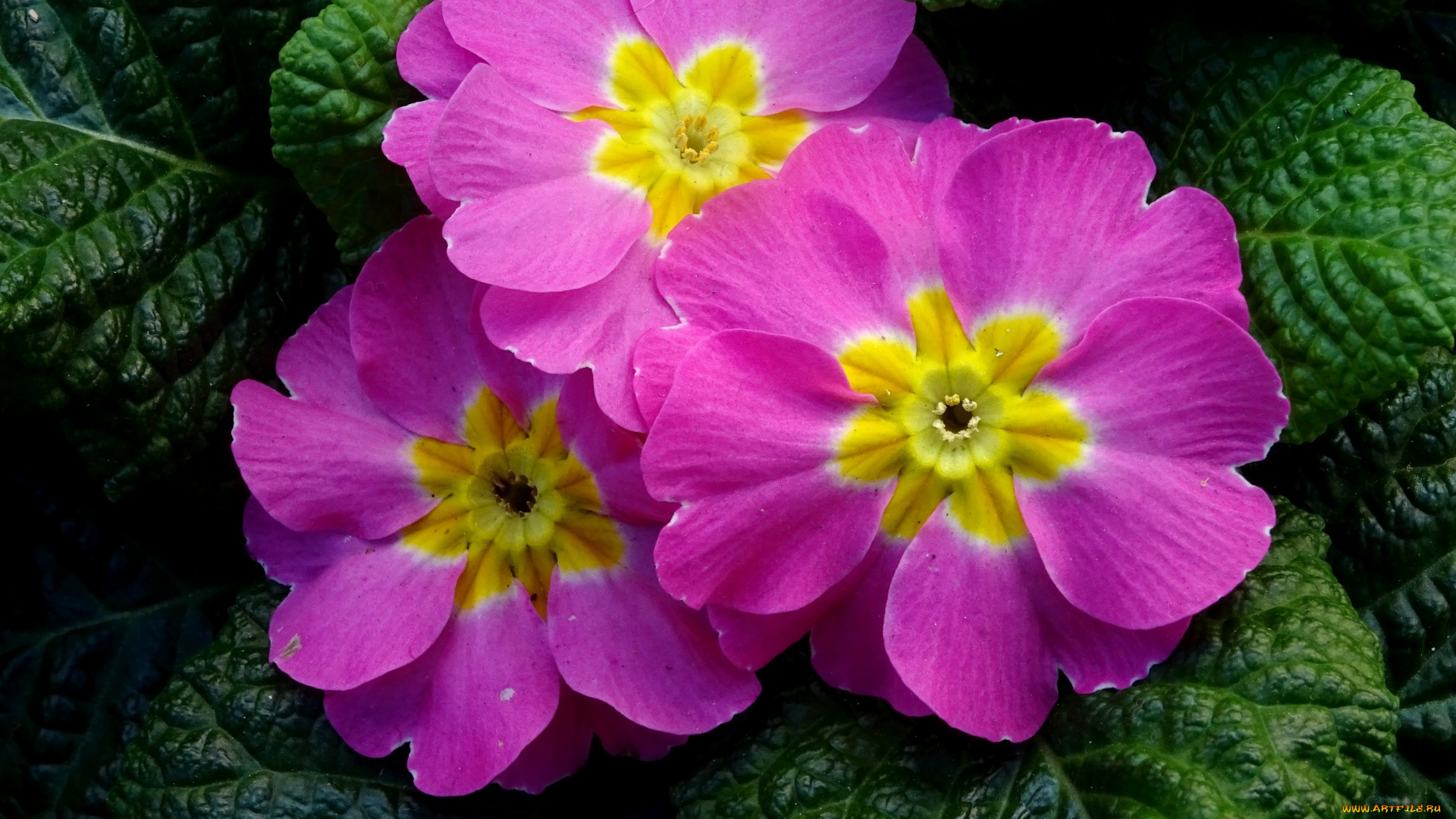 цветы, примулы, первоцвет