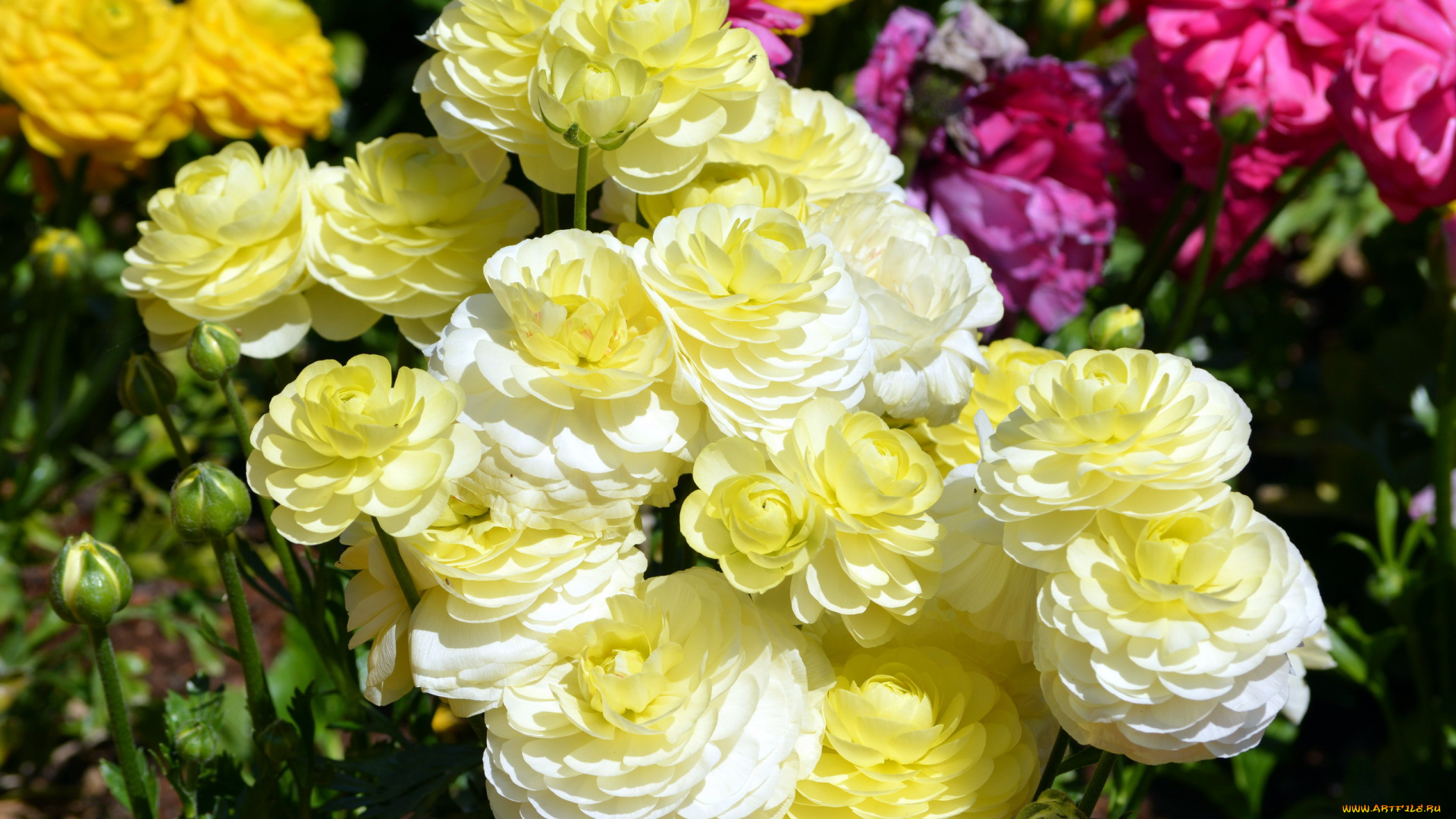 цветы, ранункулюс, , азиатский, лютик, много