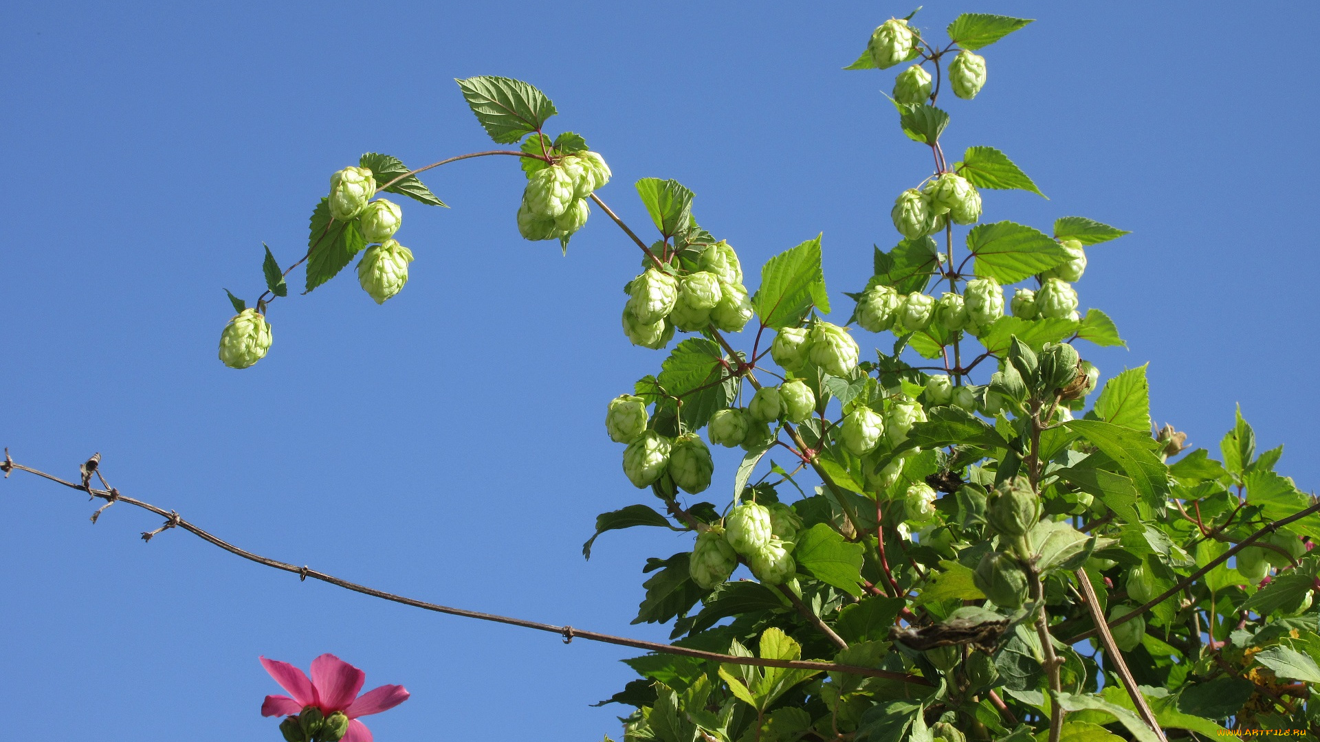 цветы, разные, вместе, хмель